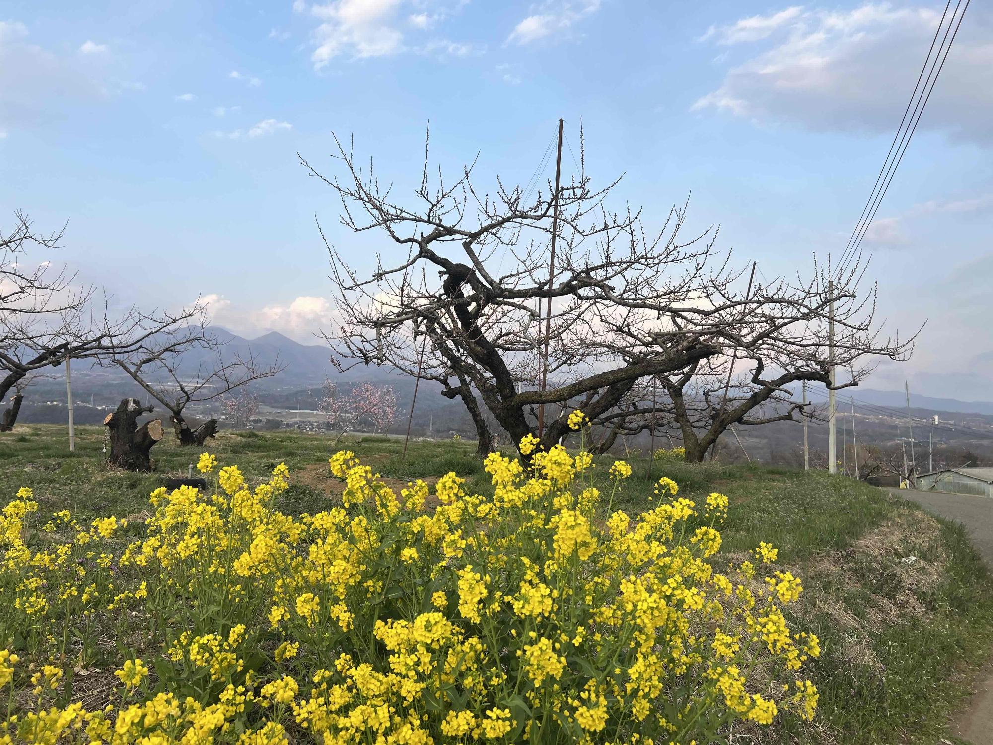 260328新府桃源郷