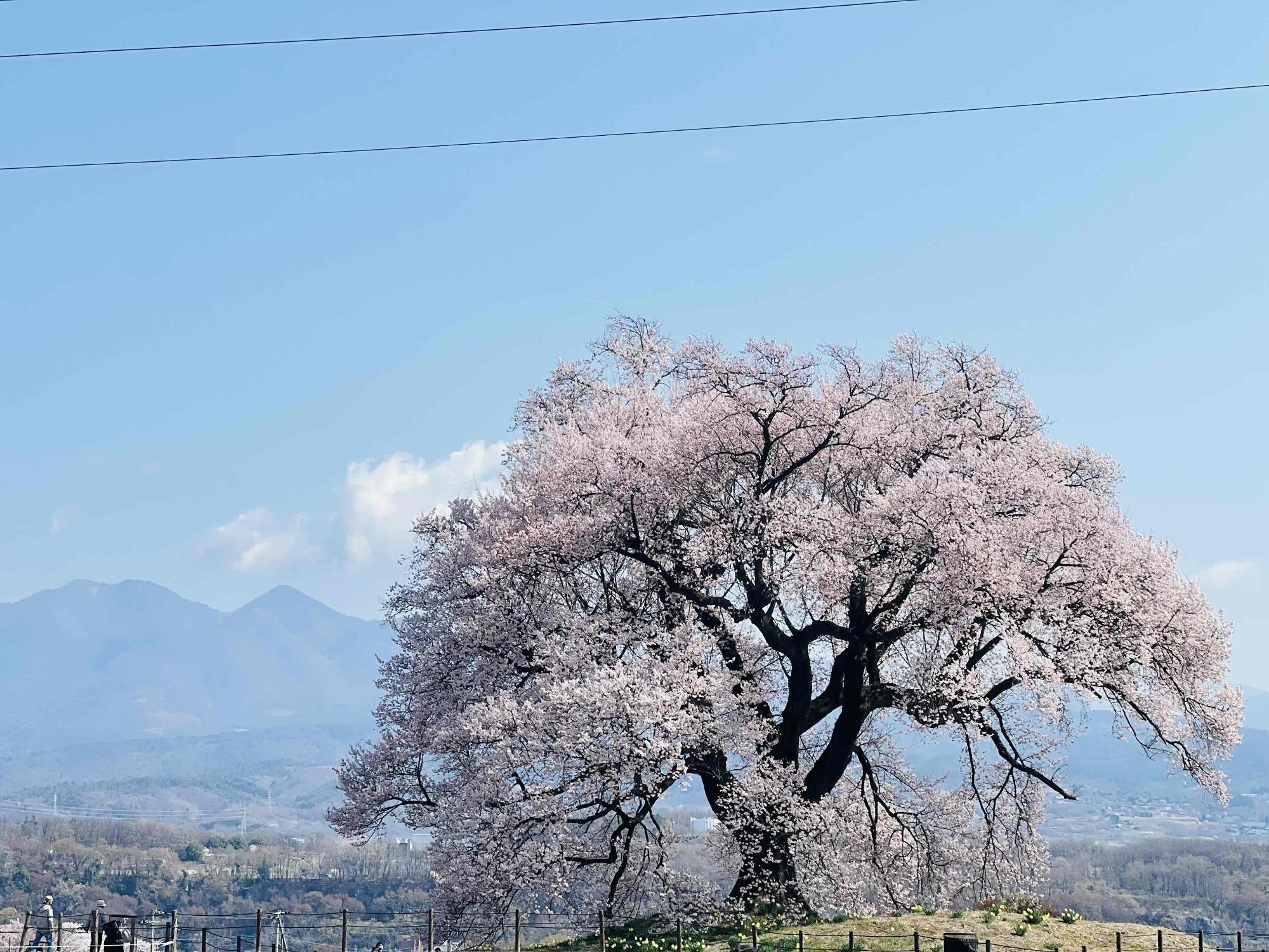 260328わに塚のサクラ
