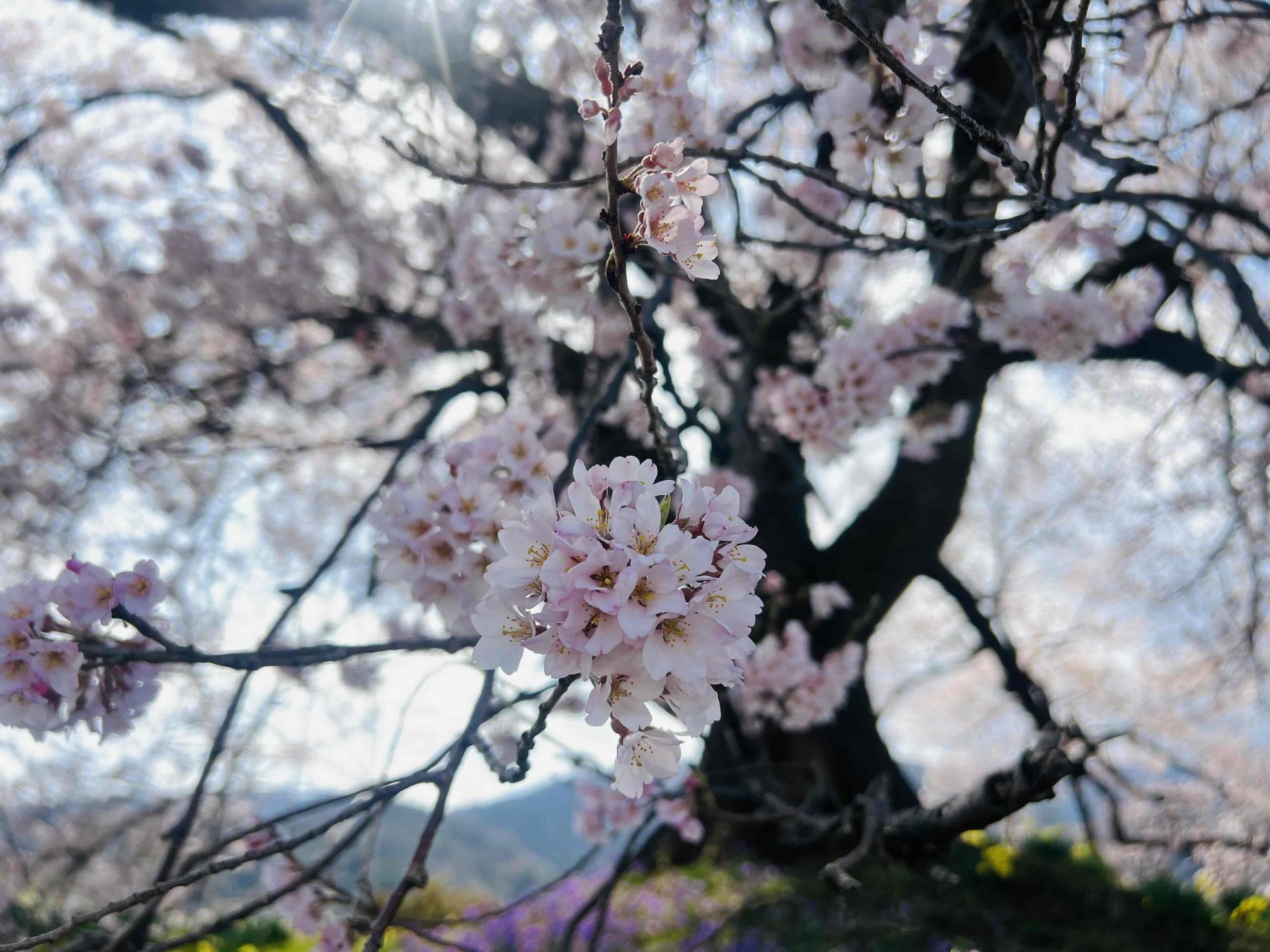 260328わに塚のサクラ