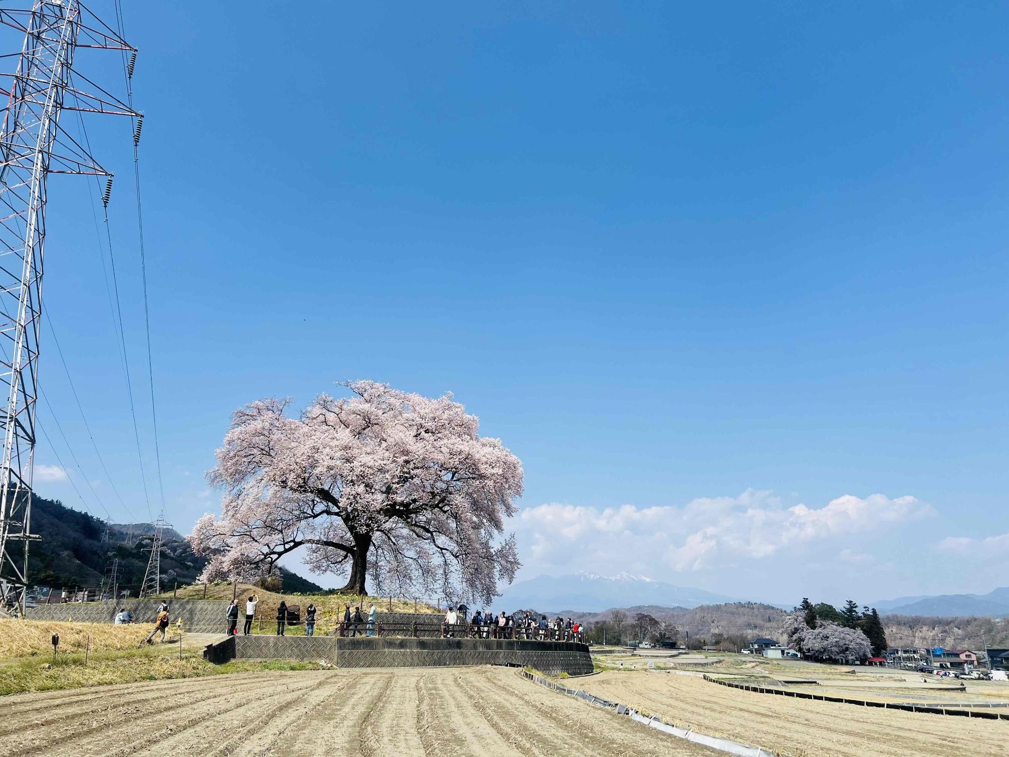 260328わに塚のサクラ
