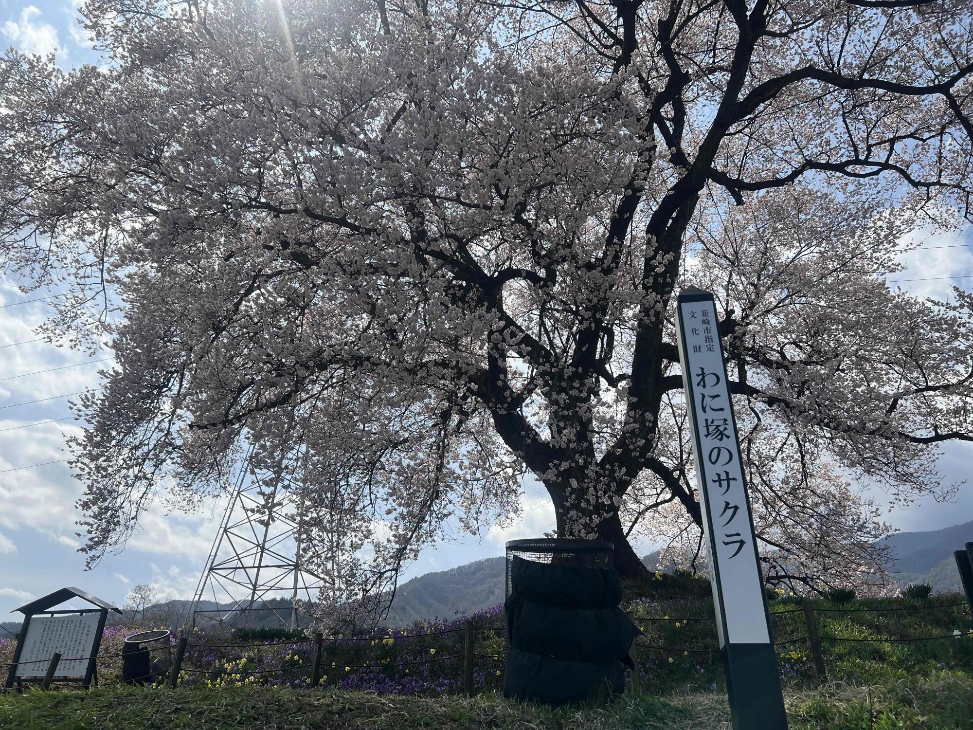 260328わに塚のサクラ