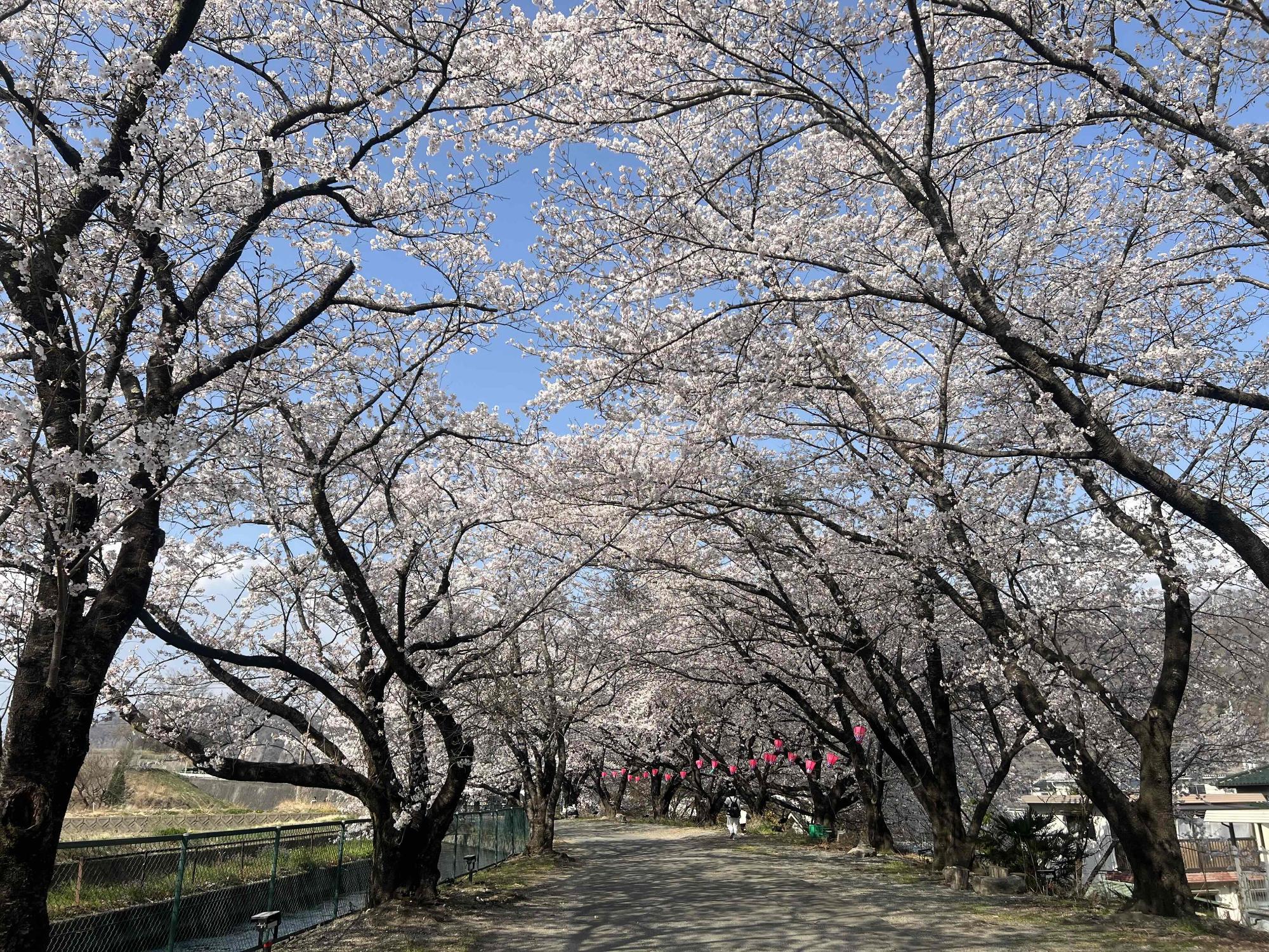 260329徳島堰桜