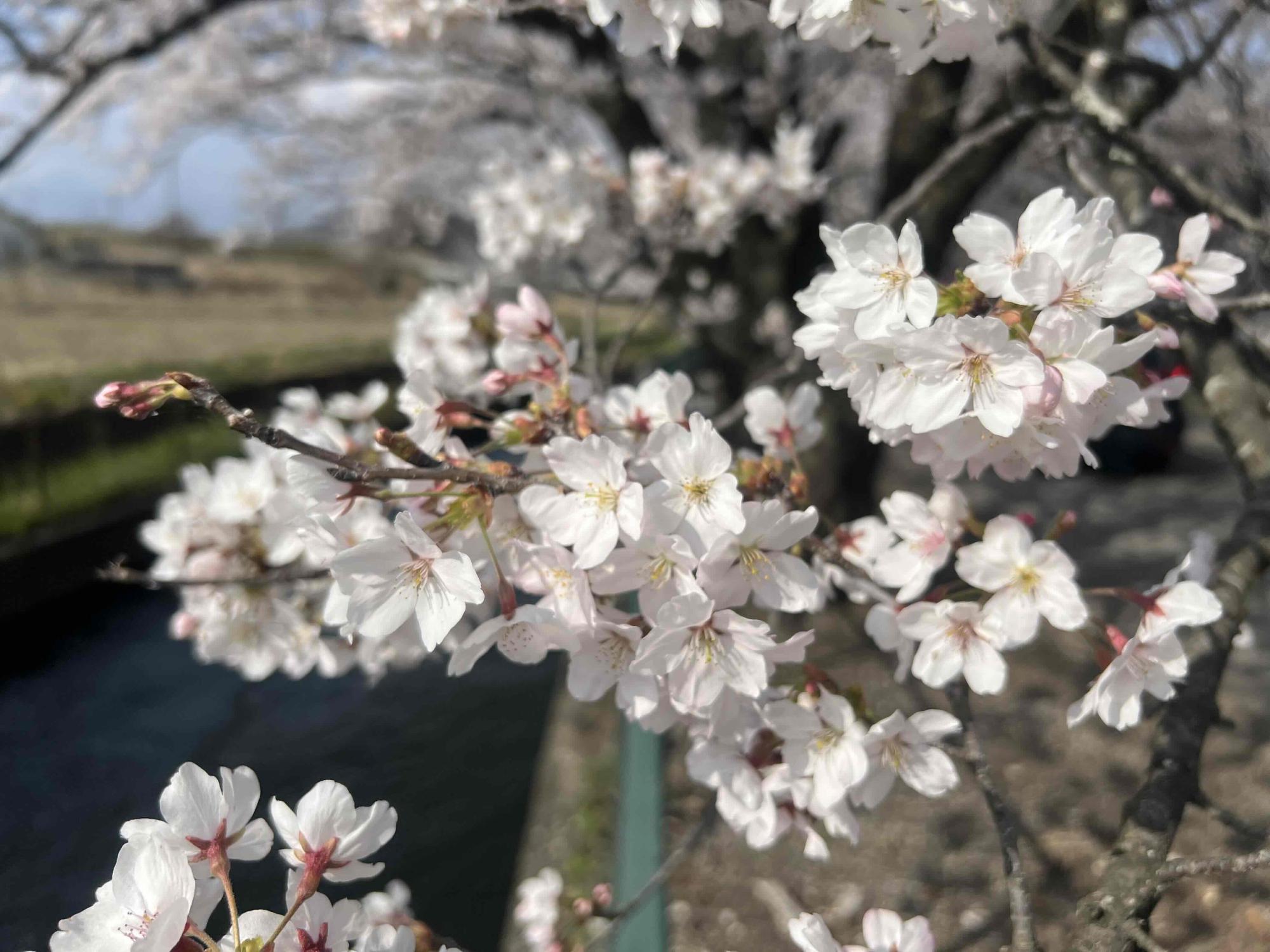 260329徳島堰桜