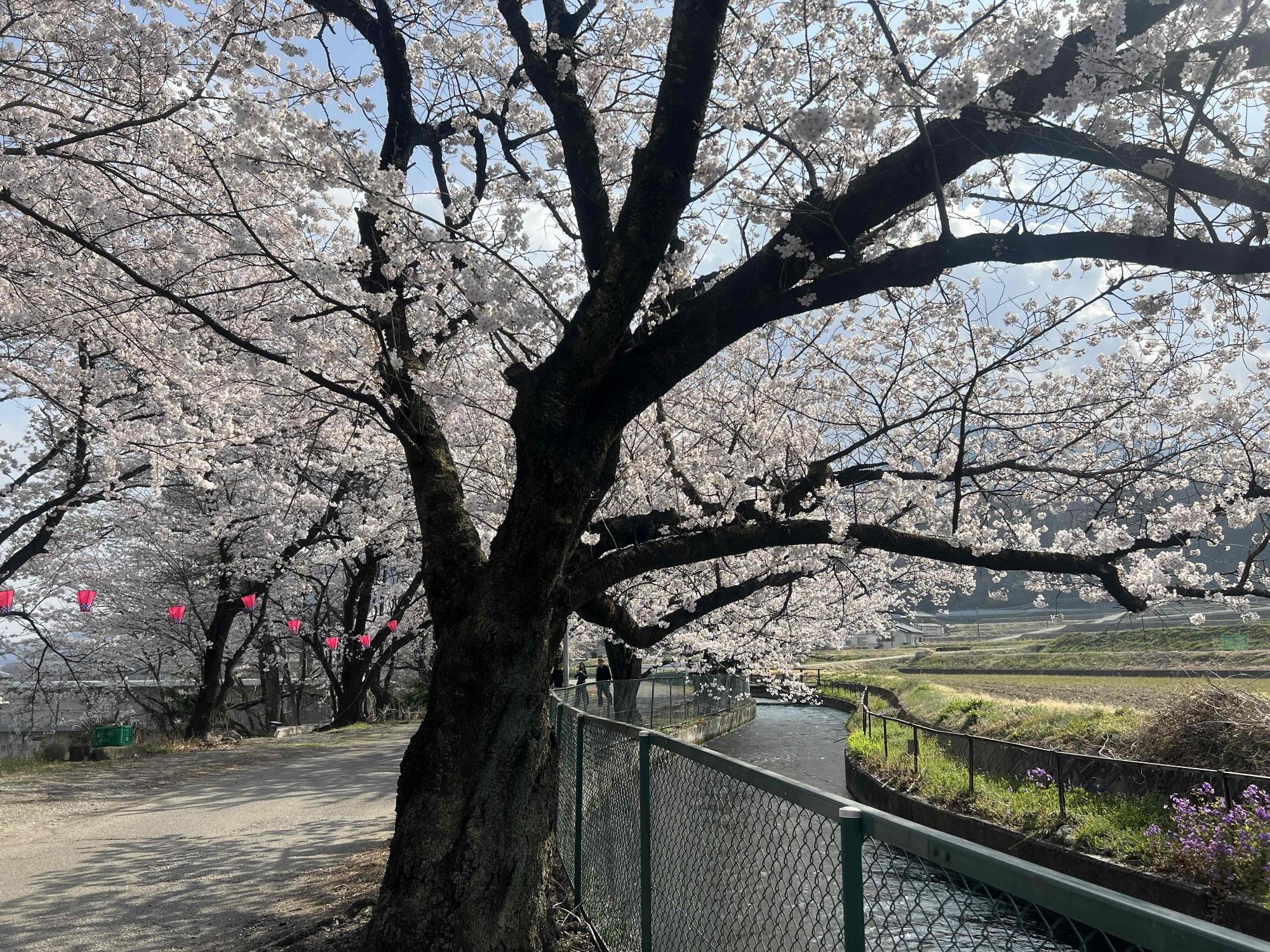 260329徳島堰桜