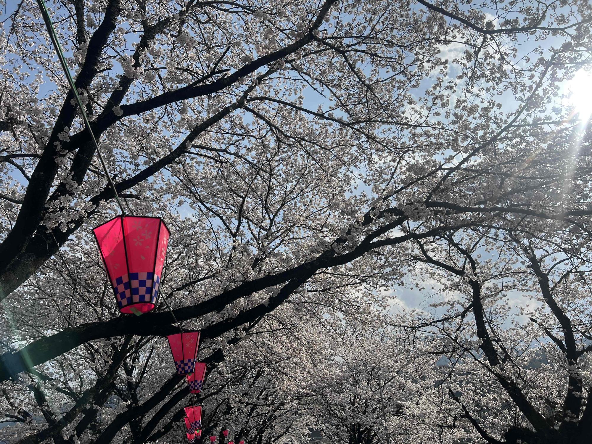 260329徳島堰桜