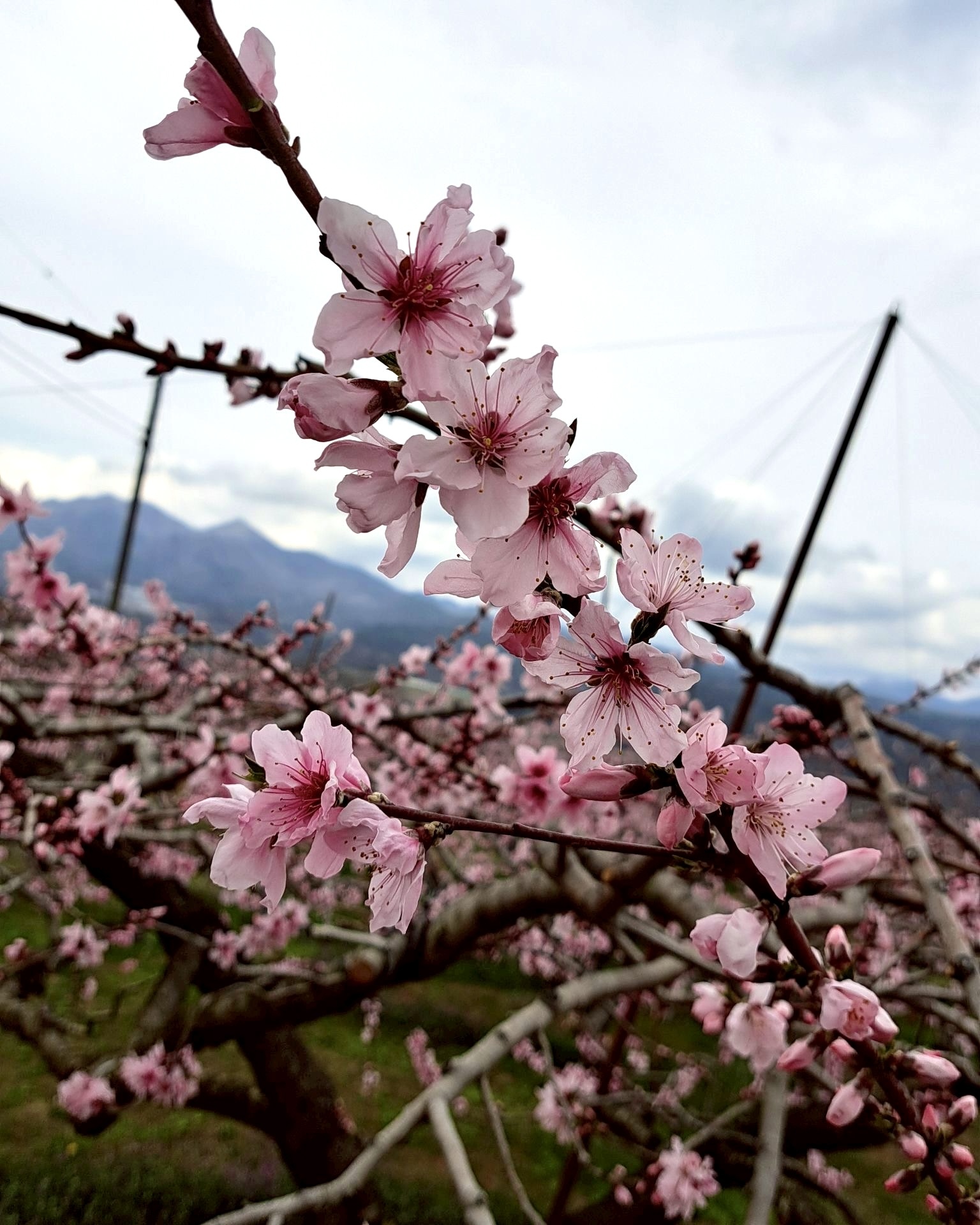 260330新府桃源郷