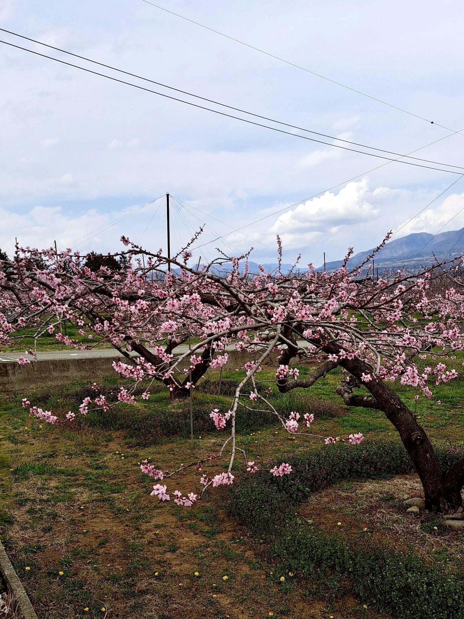 260330新府桃源郷