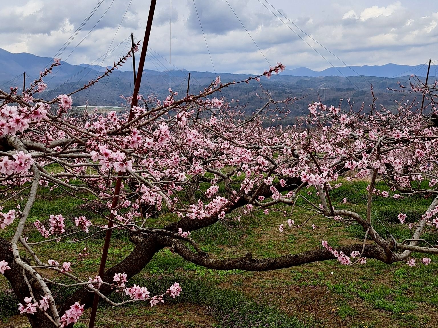 260330新府桃源郷