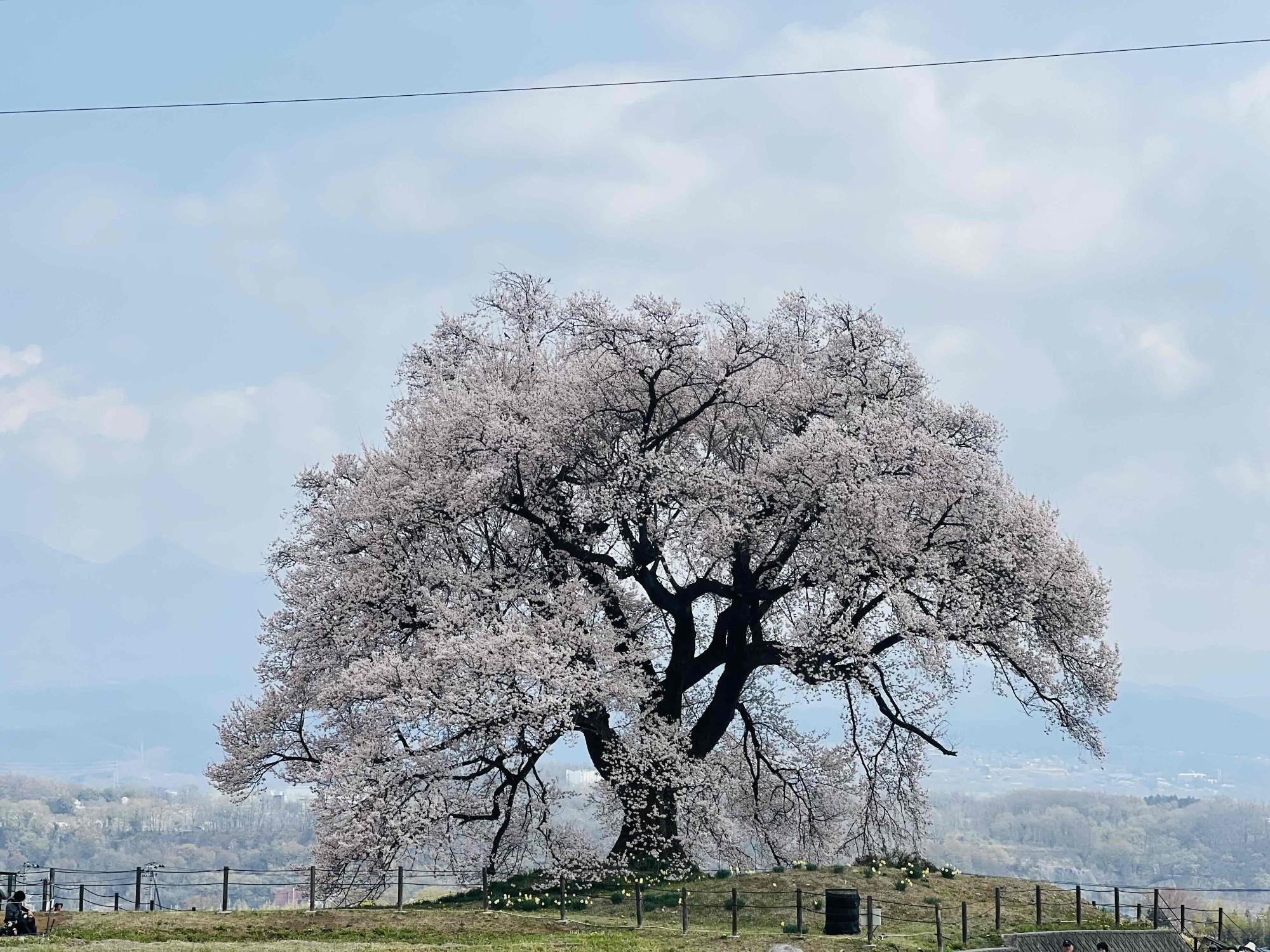 260330わに塚のサクラ