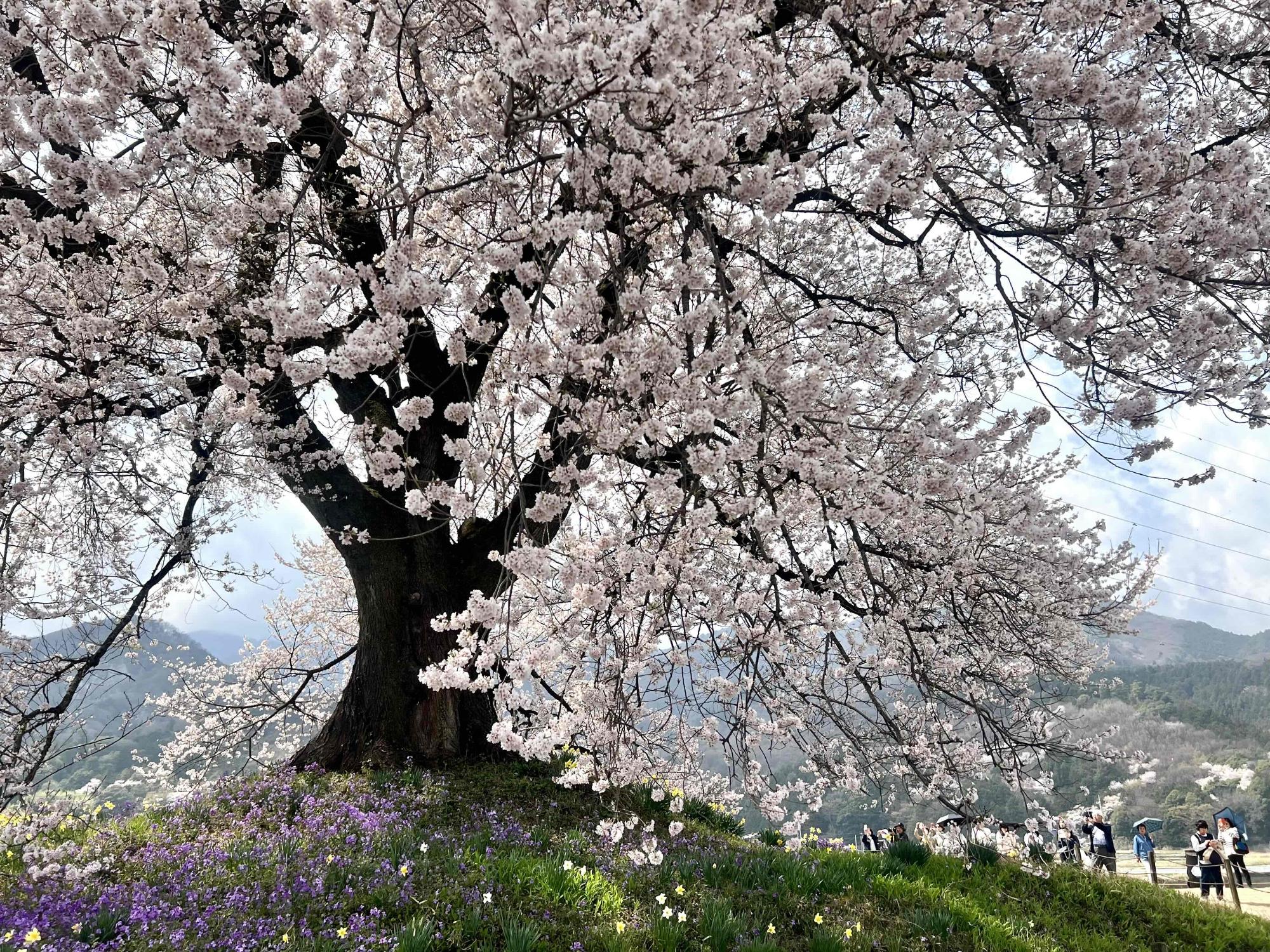 260330わに塚のサクラ