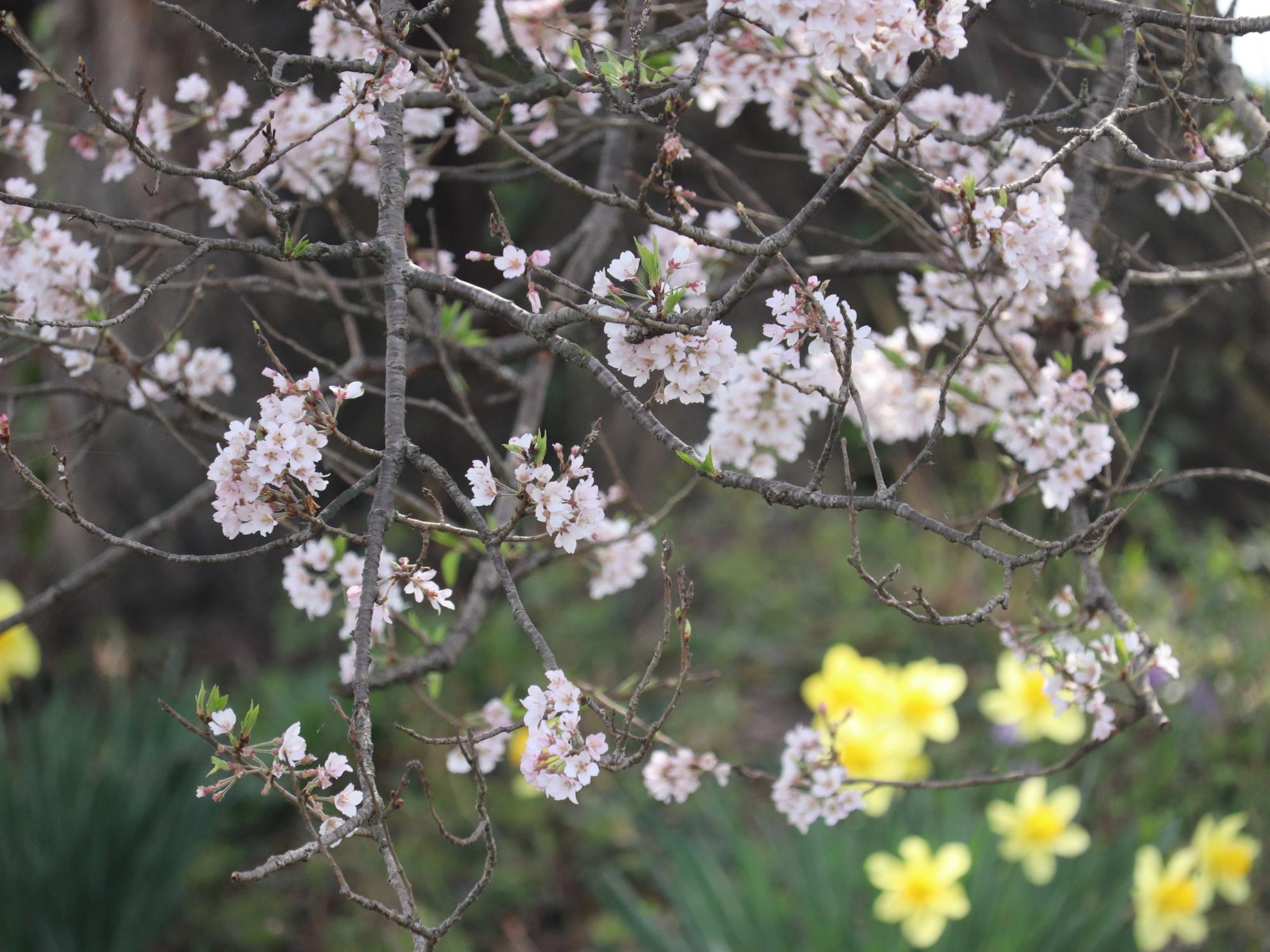 260330わに塚のサクラ