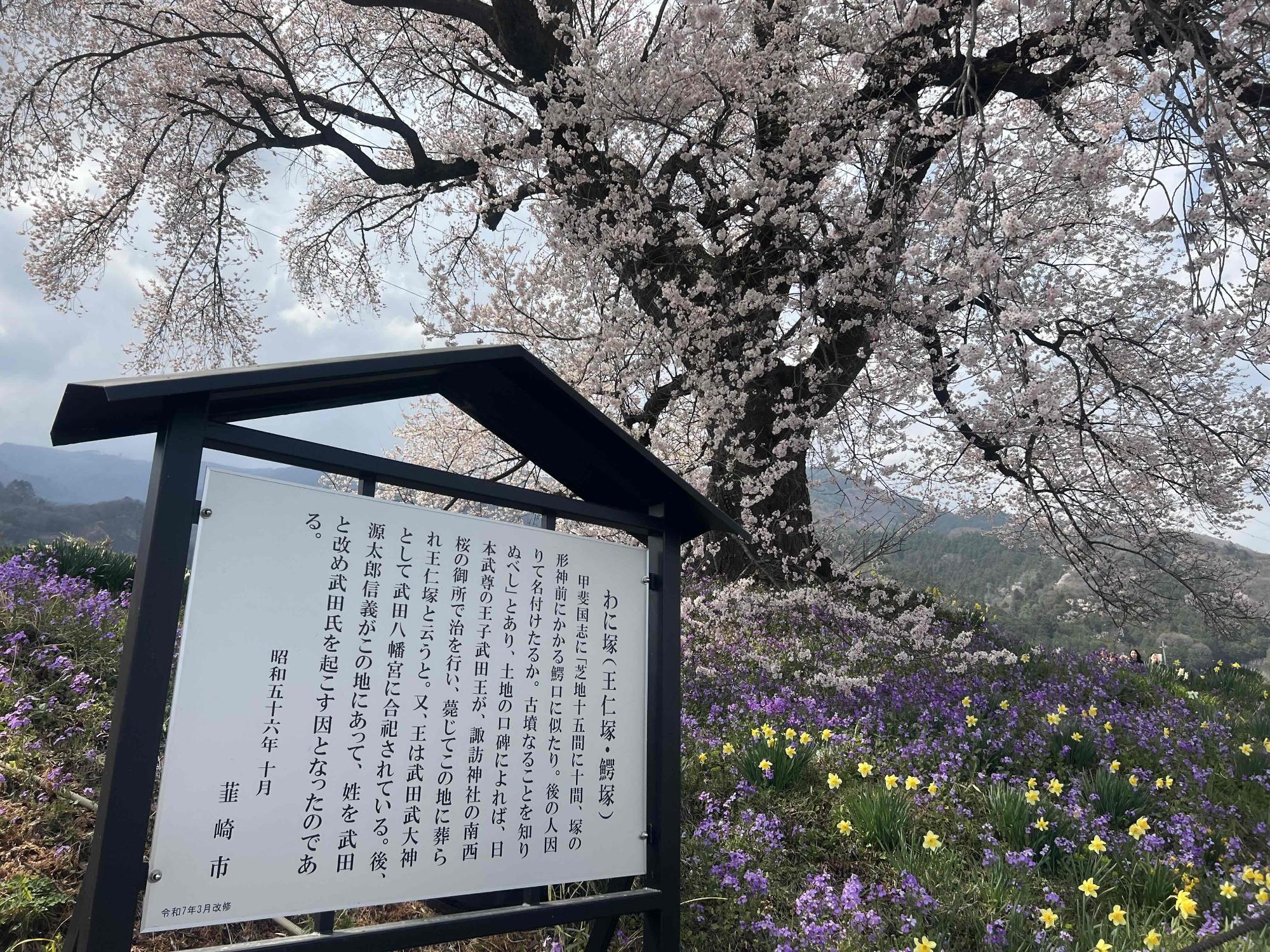 260330わに塚のサクラ