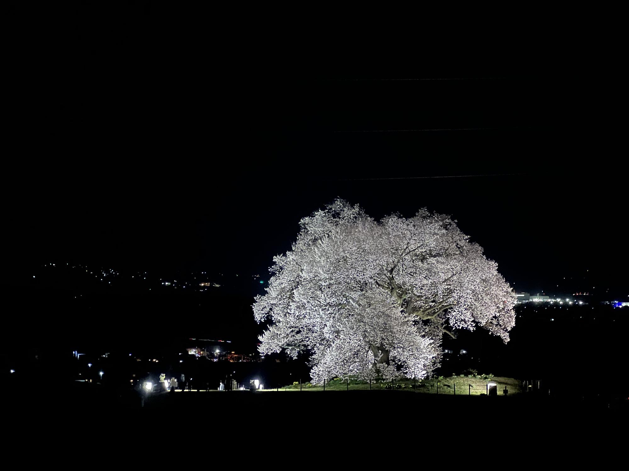 260330わに塚のサクラ