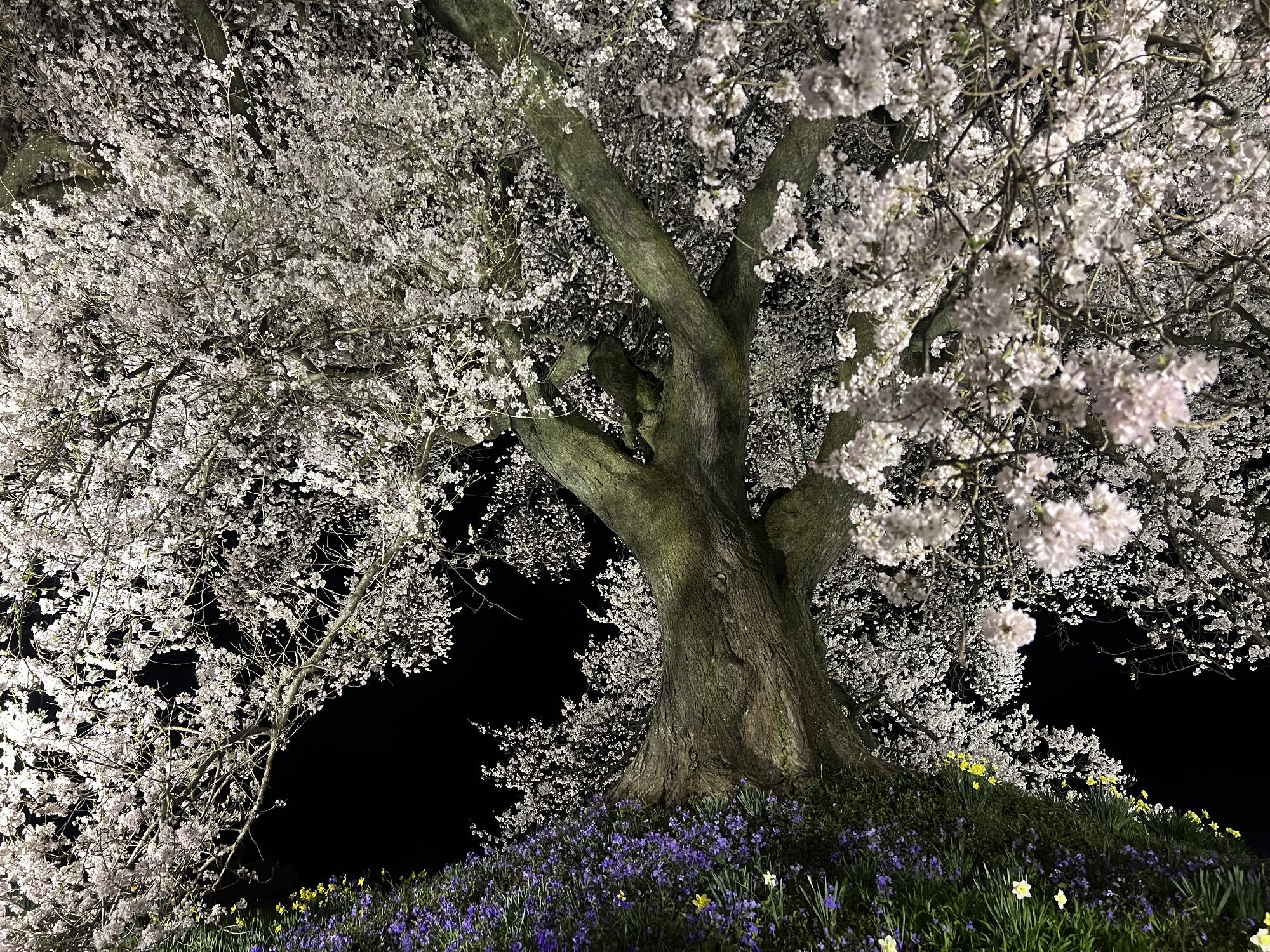 260330わに塚のサクラ