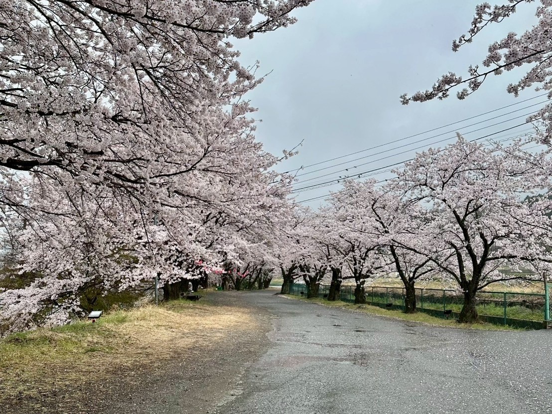 260331徳島堰桜