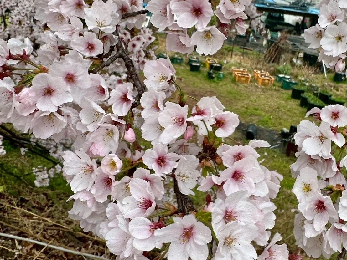 260331徳島堰桜