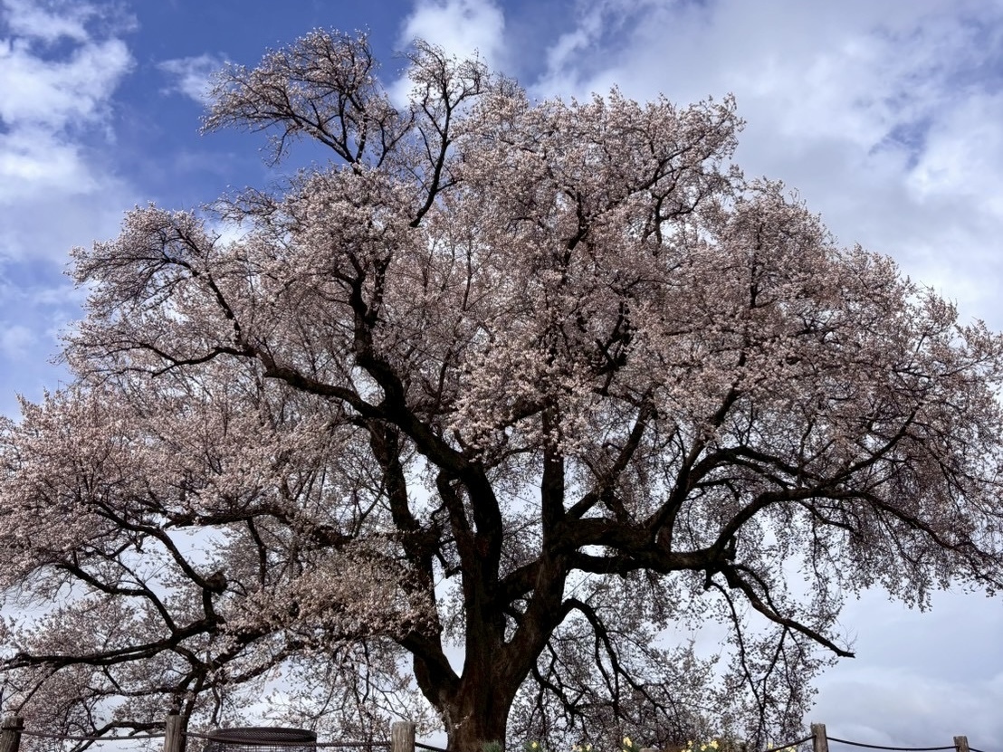260331わに塚のサクラ