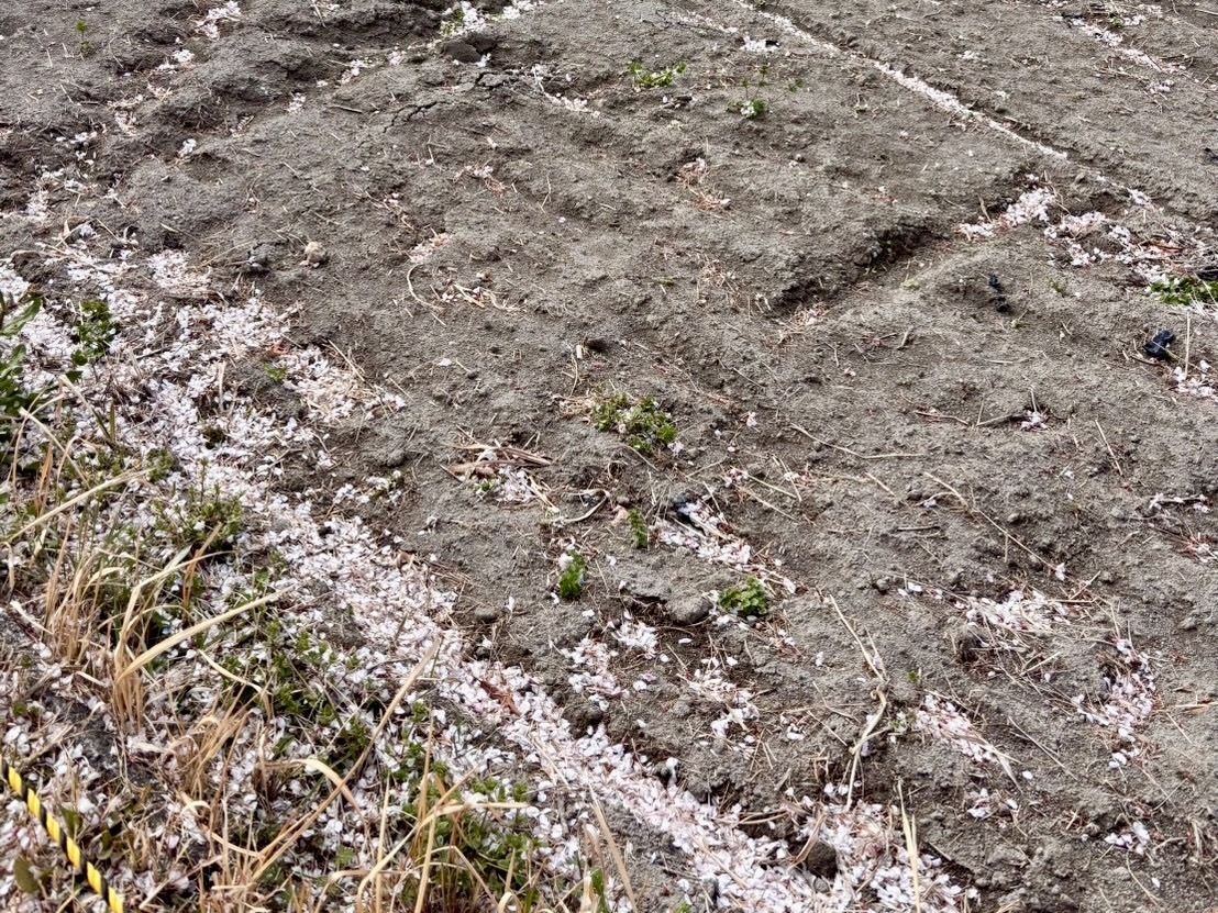 260331わに塚のサクラ