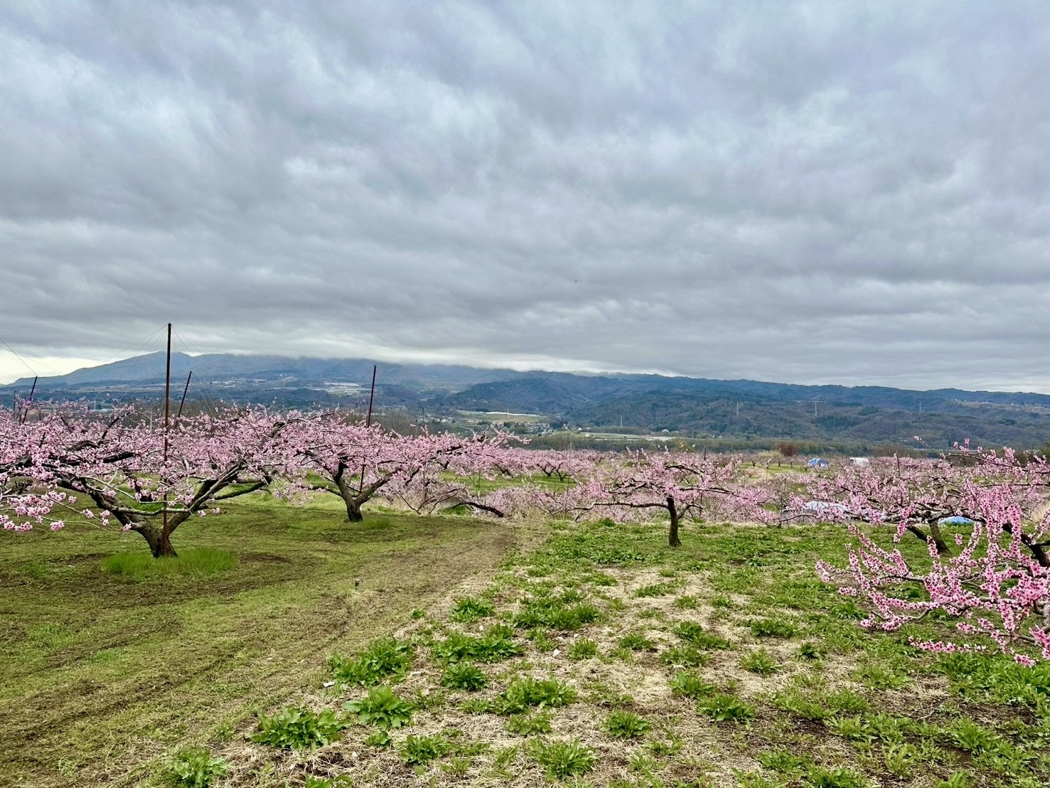 260401新府桃源郷
