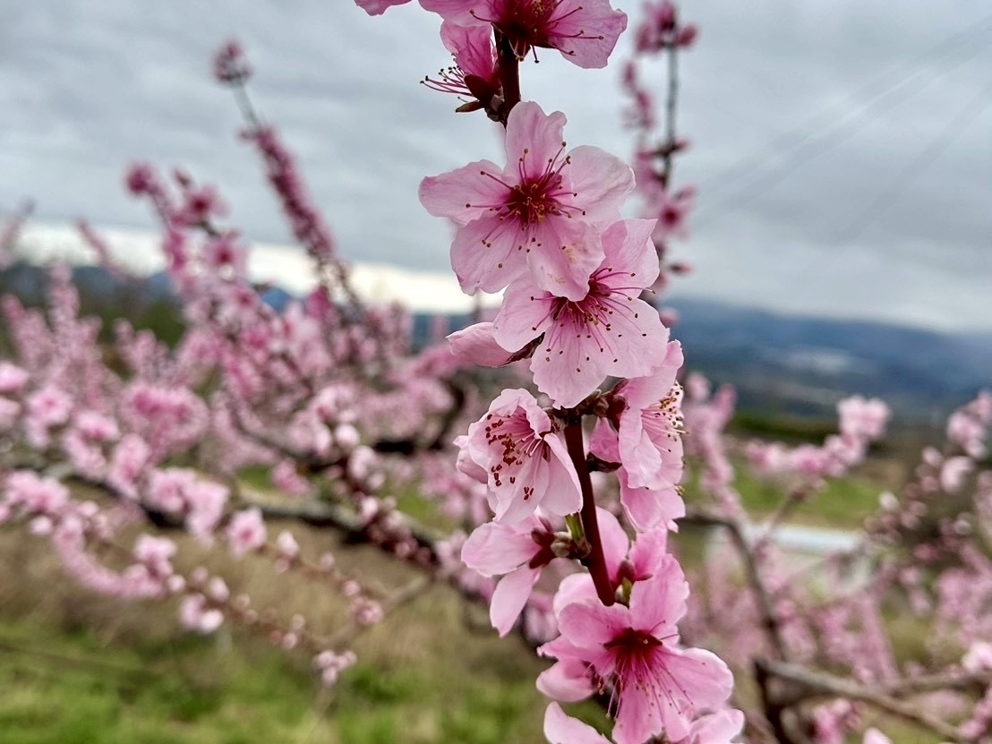 260401新府桃源郷