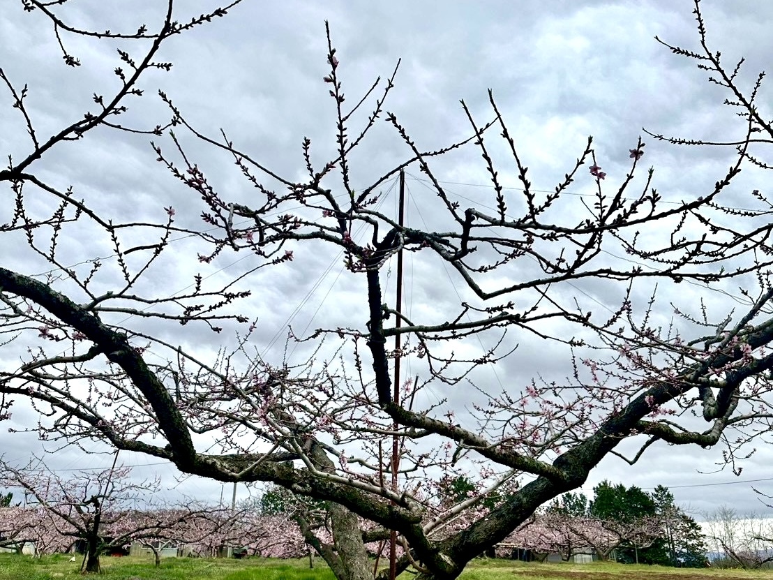 260401新府桃源郷