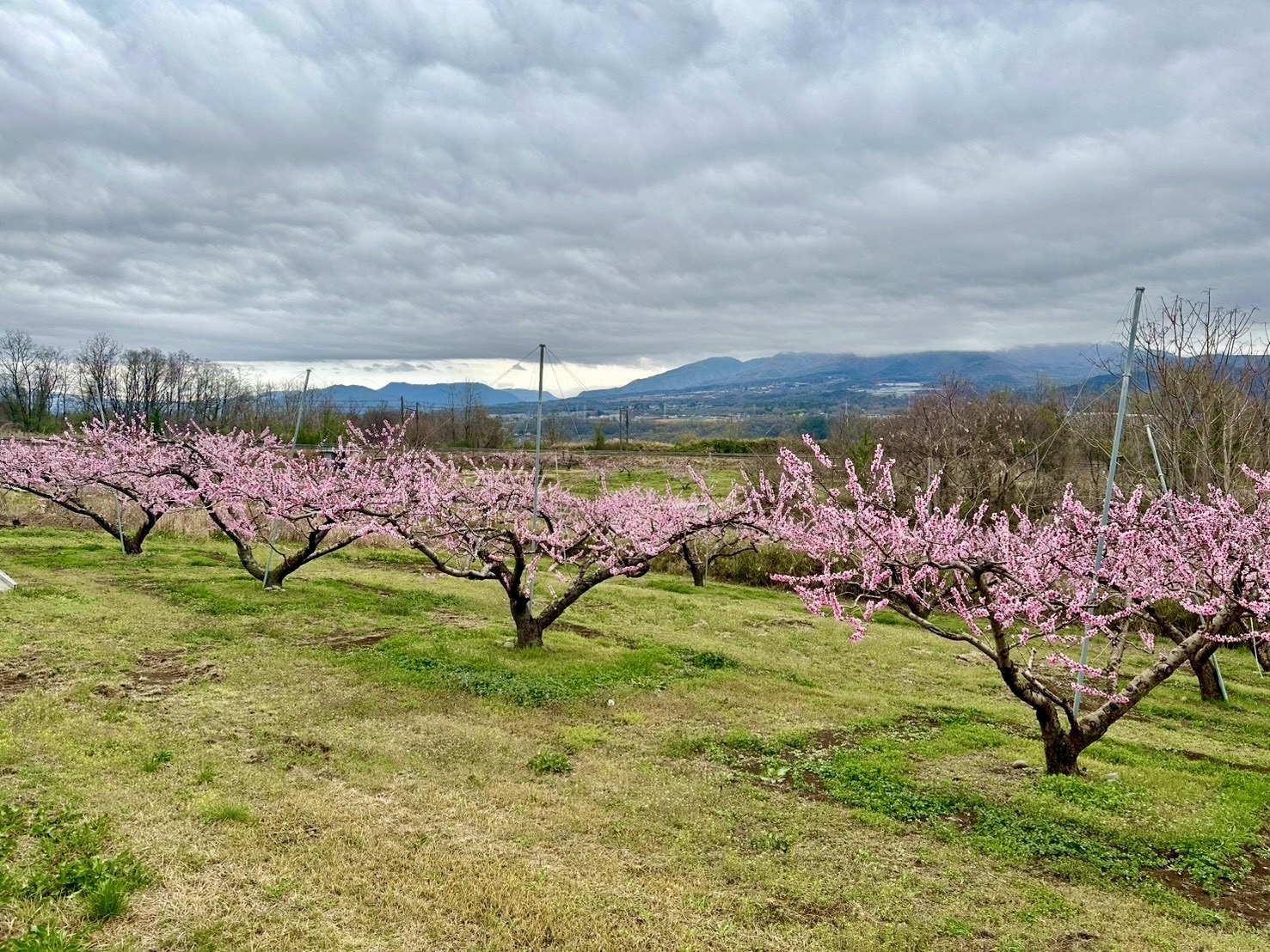 260401新府桃源郷