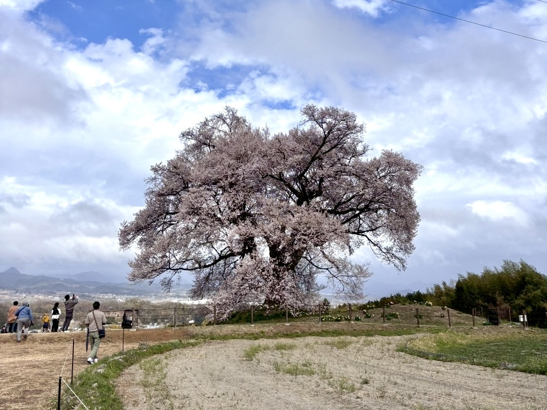 260331わに塚のサクラ