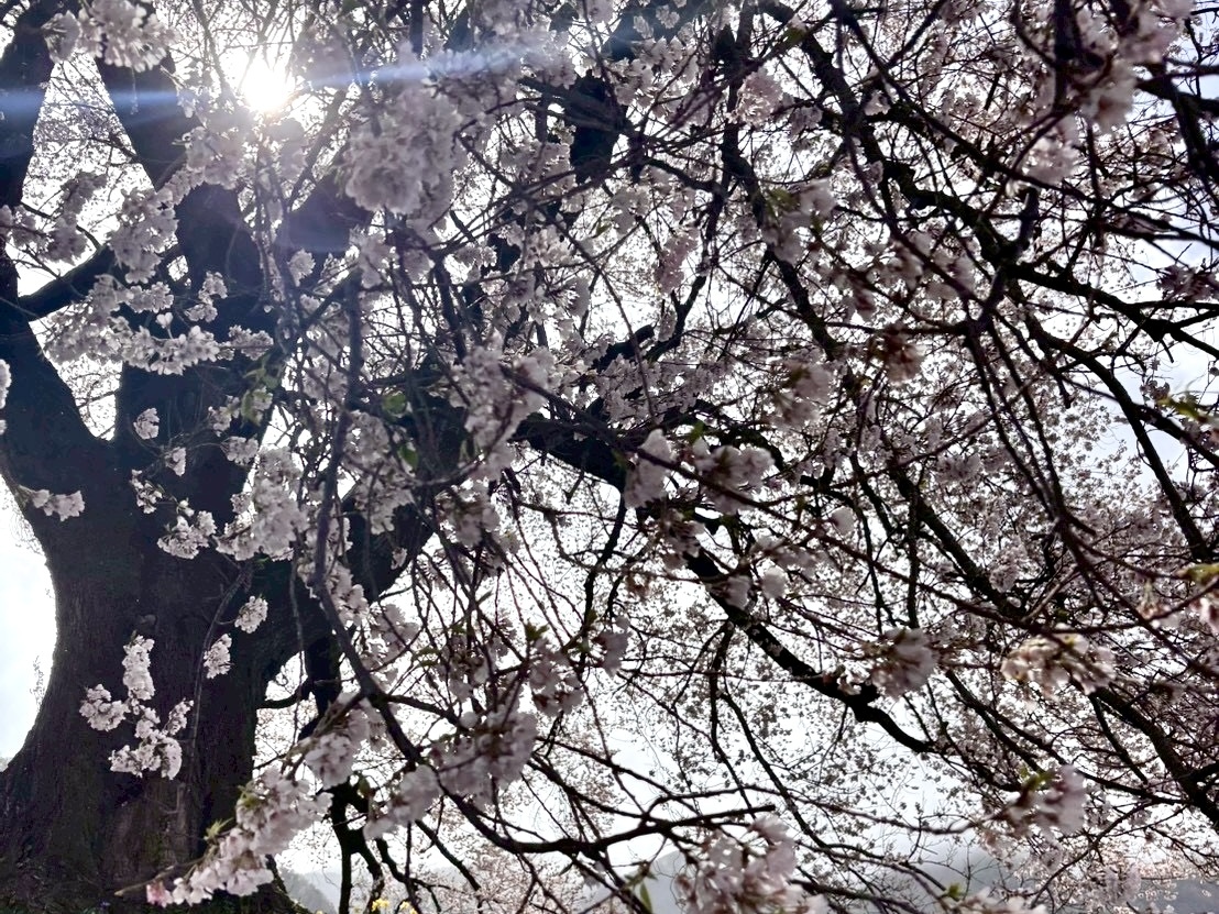 260331わに塚のサクラ