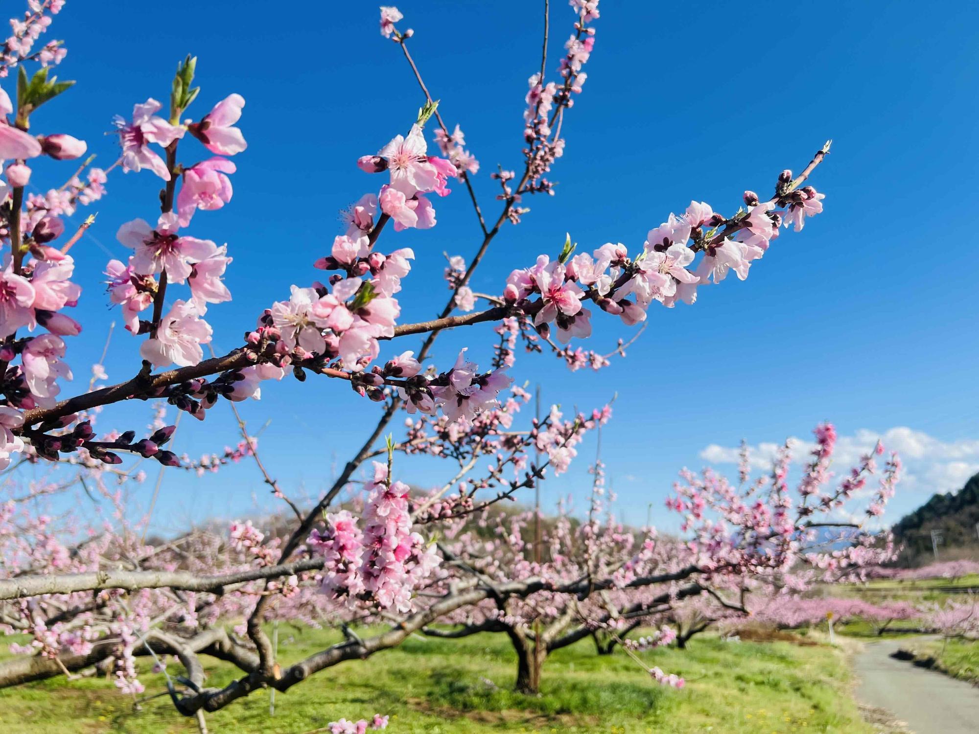 260402新府桃源郷