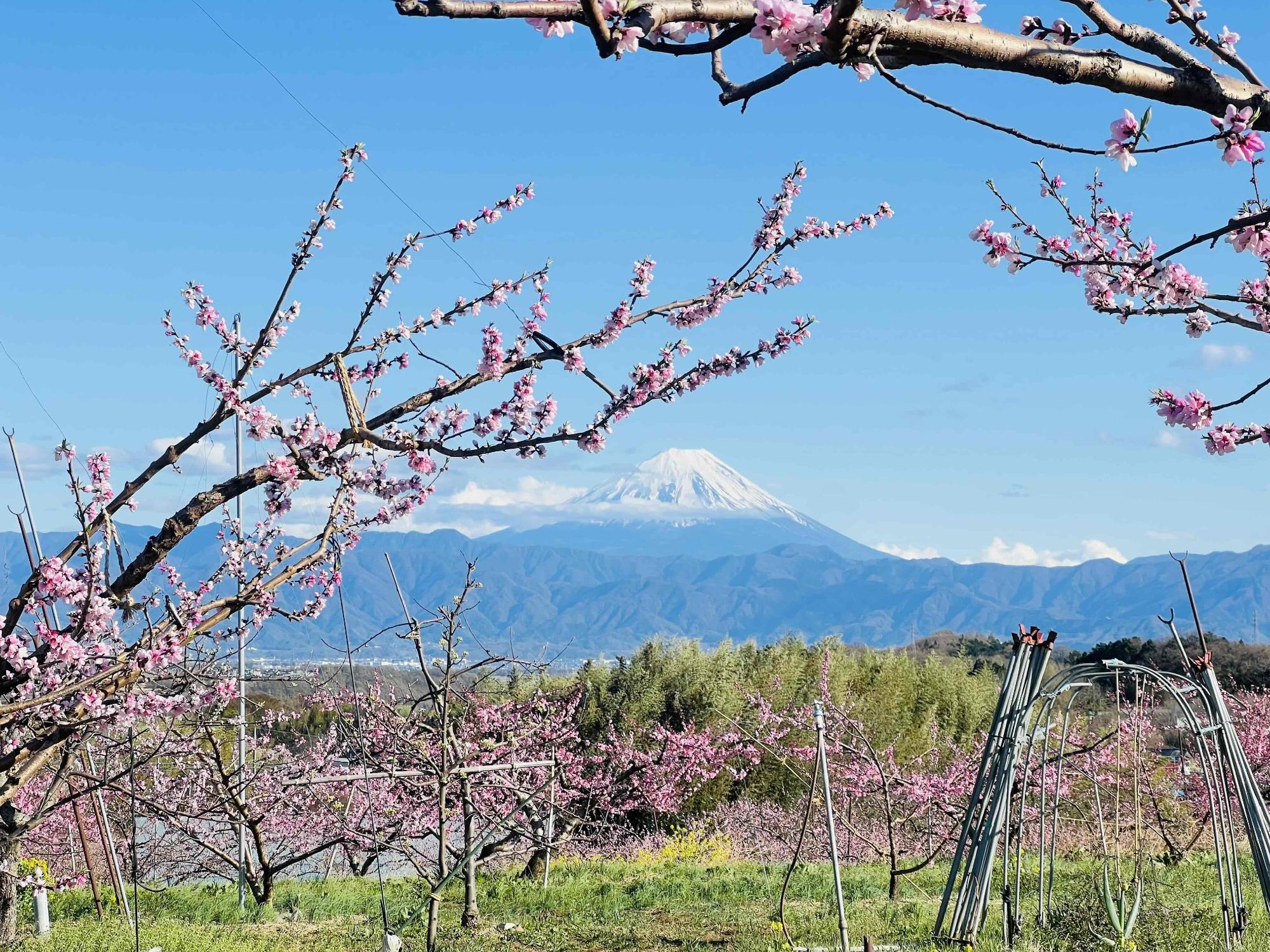 260402新府桃源郷