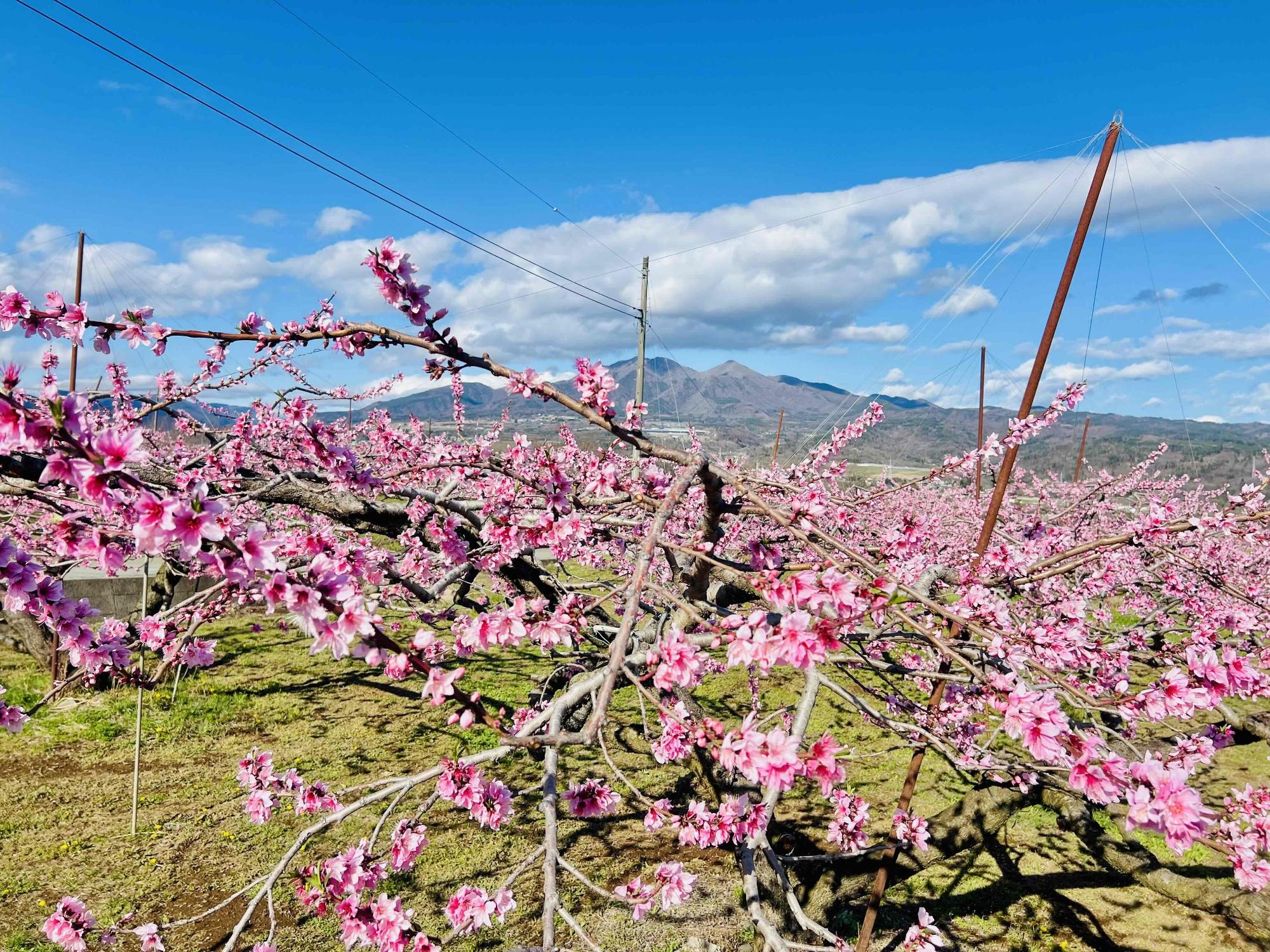 260402新府桃源郷