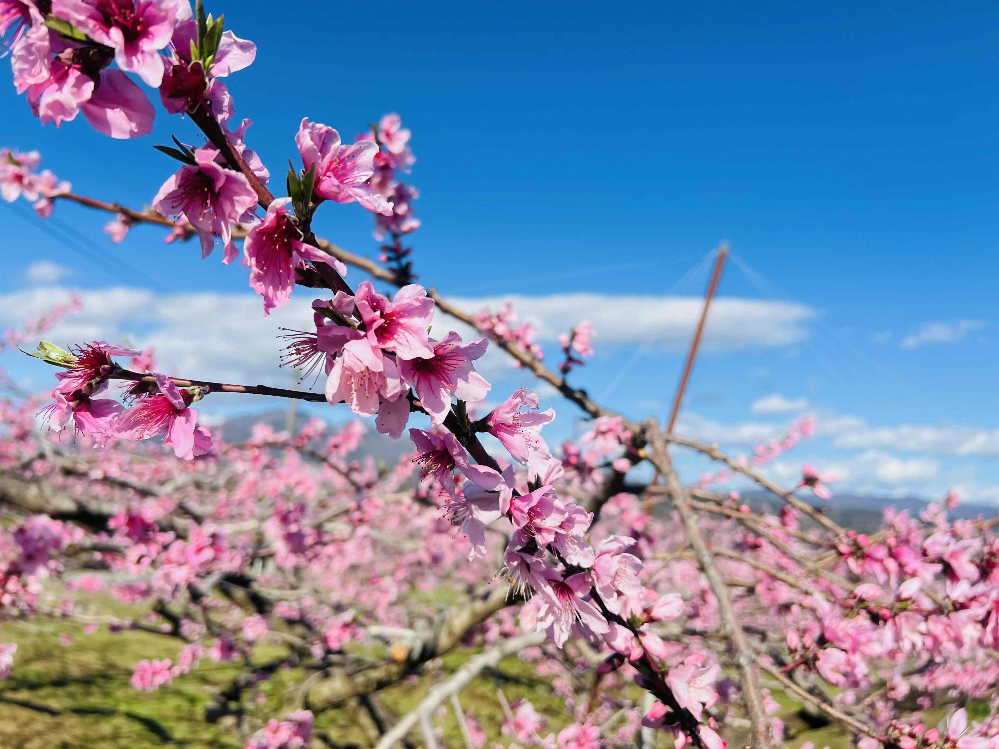 260402新府桃源郷
