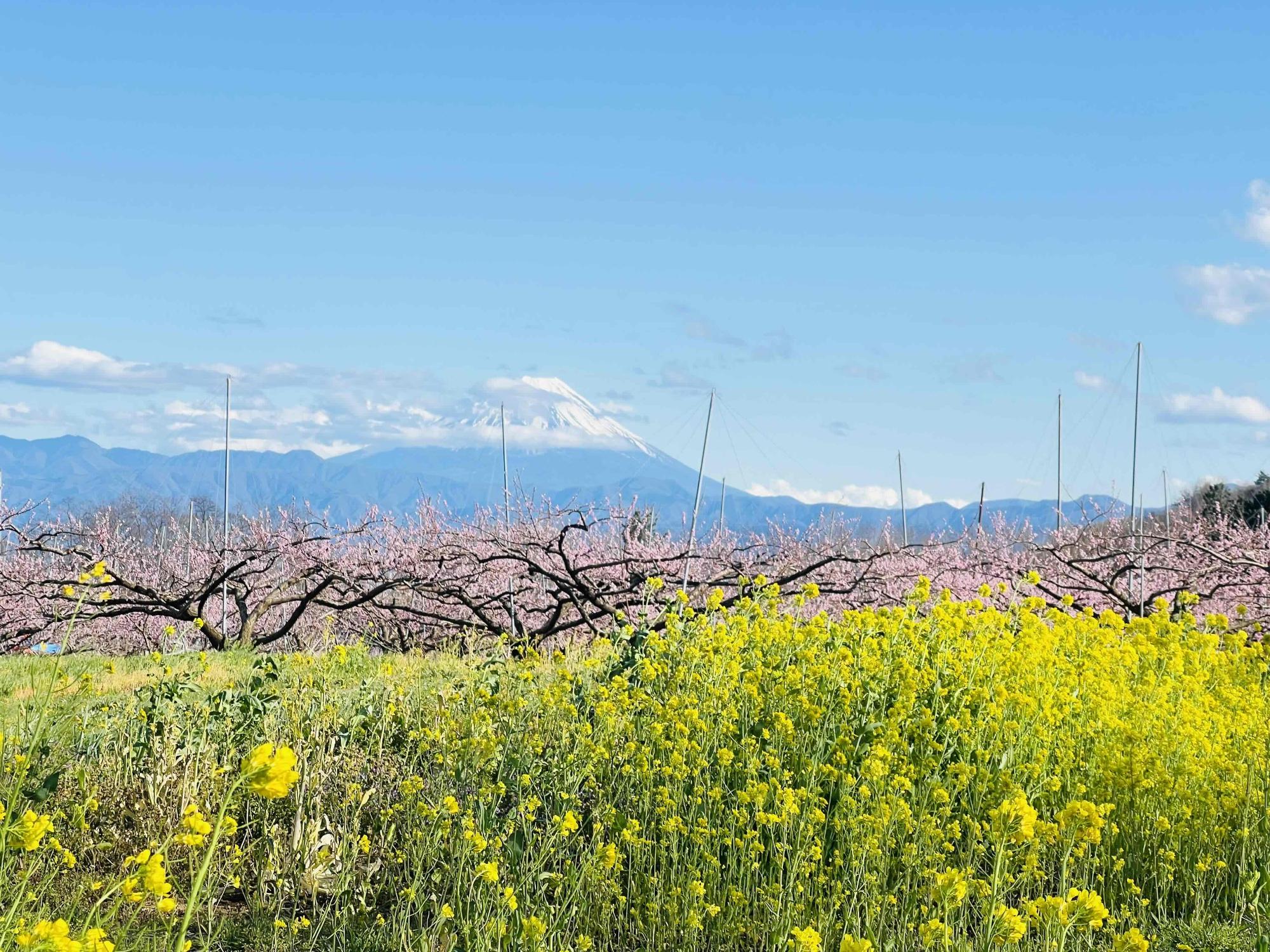 260402新府桃源郷