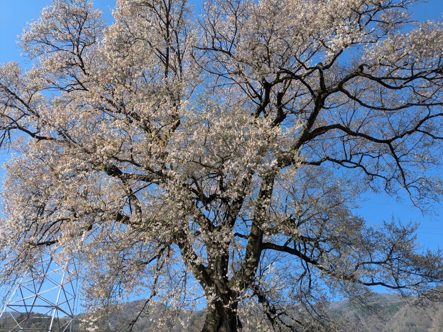260403わに塚のサクラ