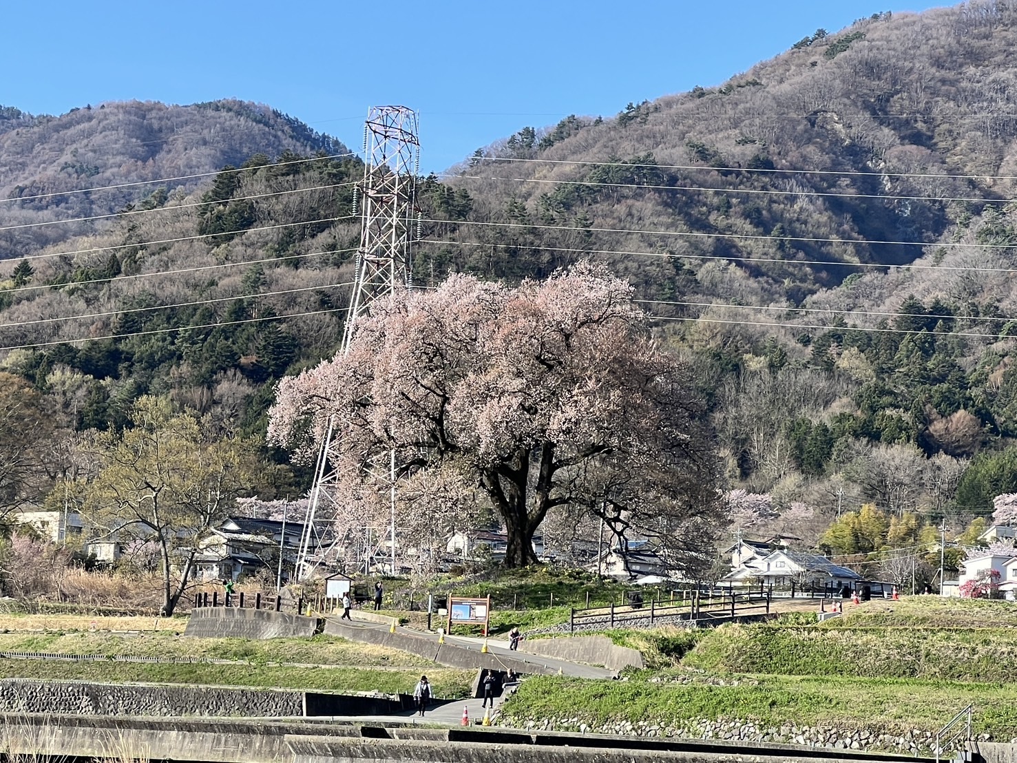 260403わに塚のサクラ