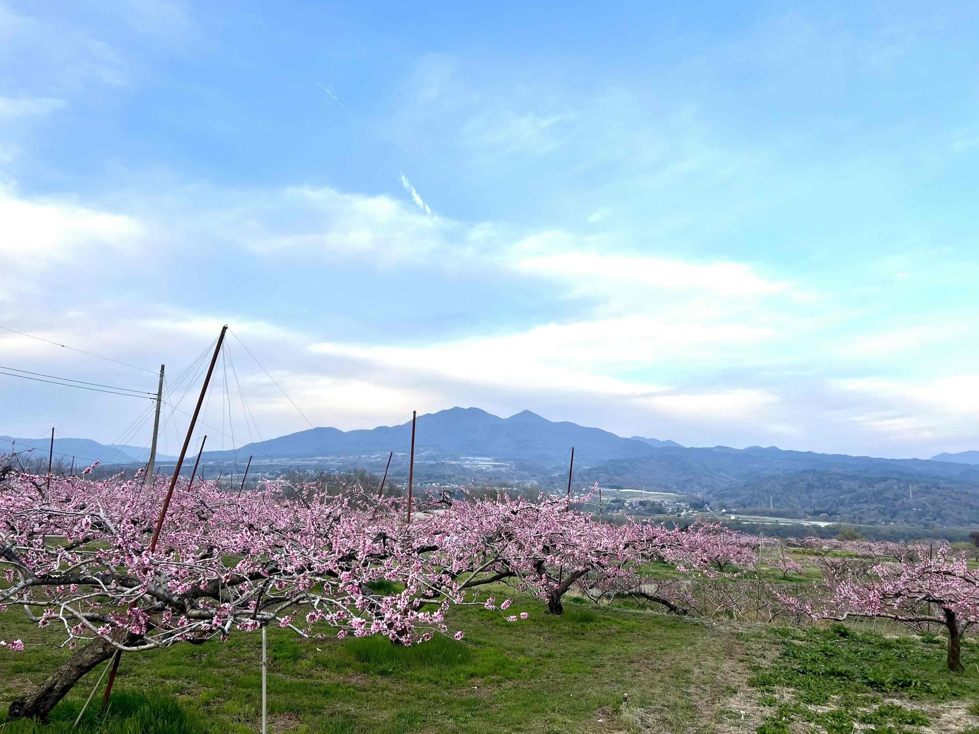 260406新府桃源郷