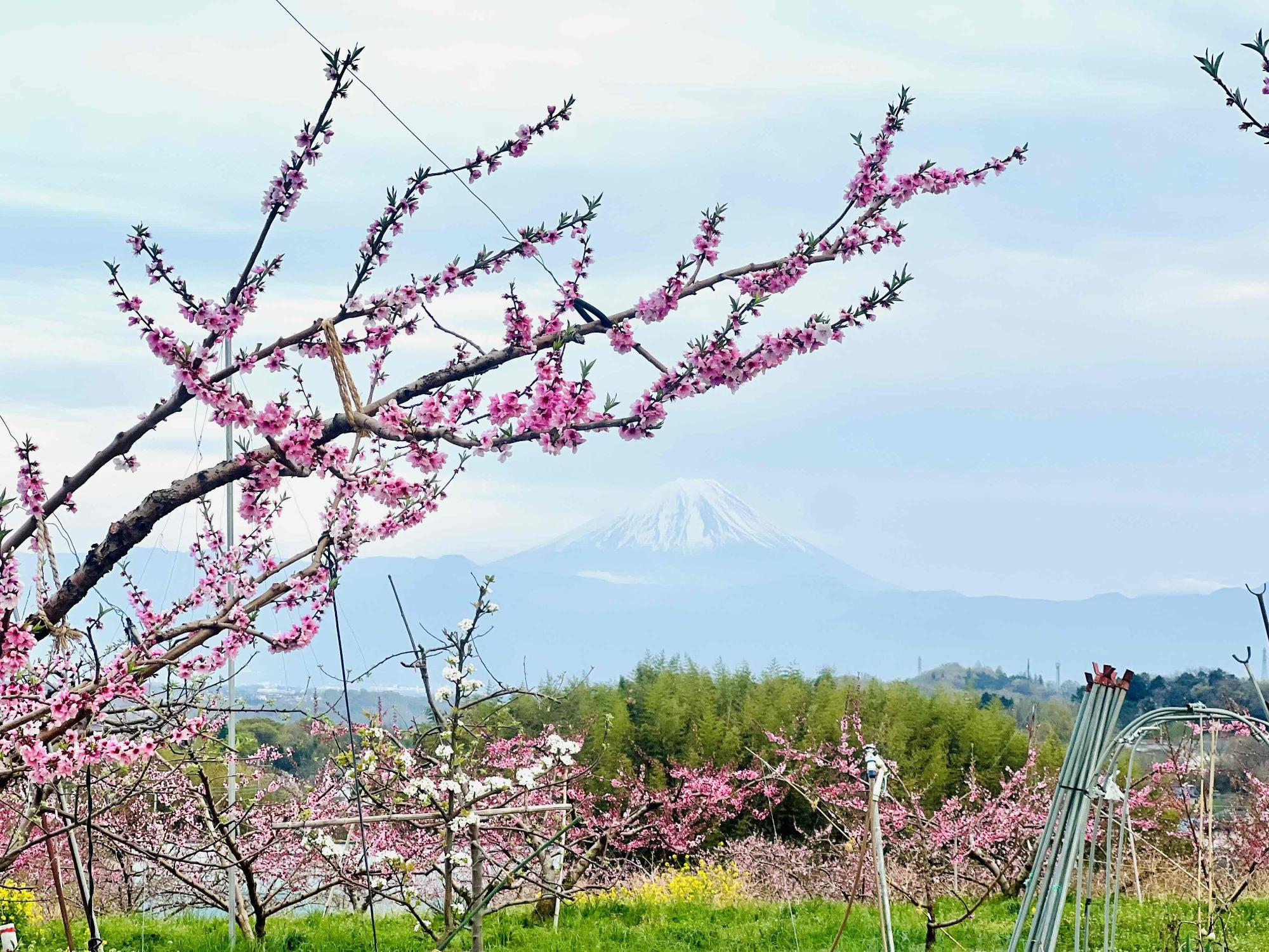 260406新府桃源郷