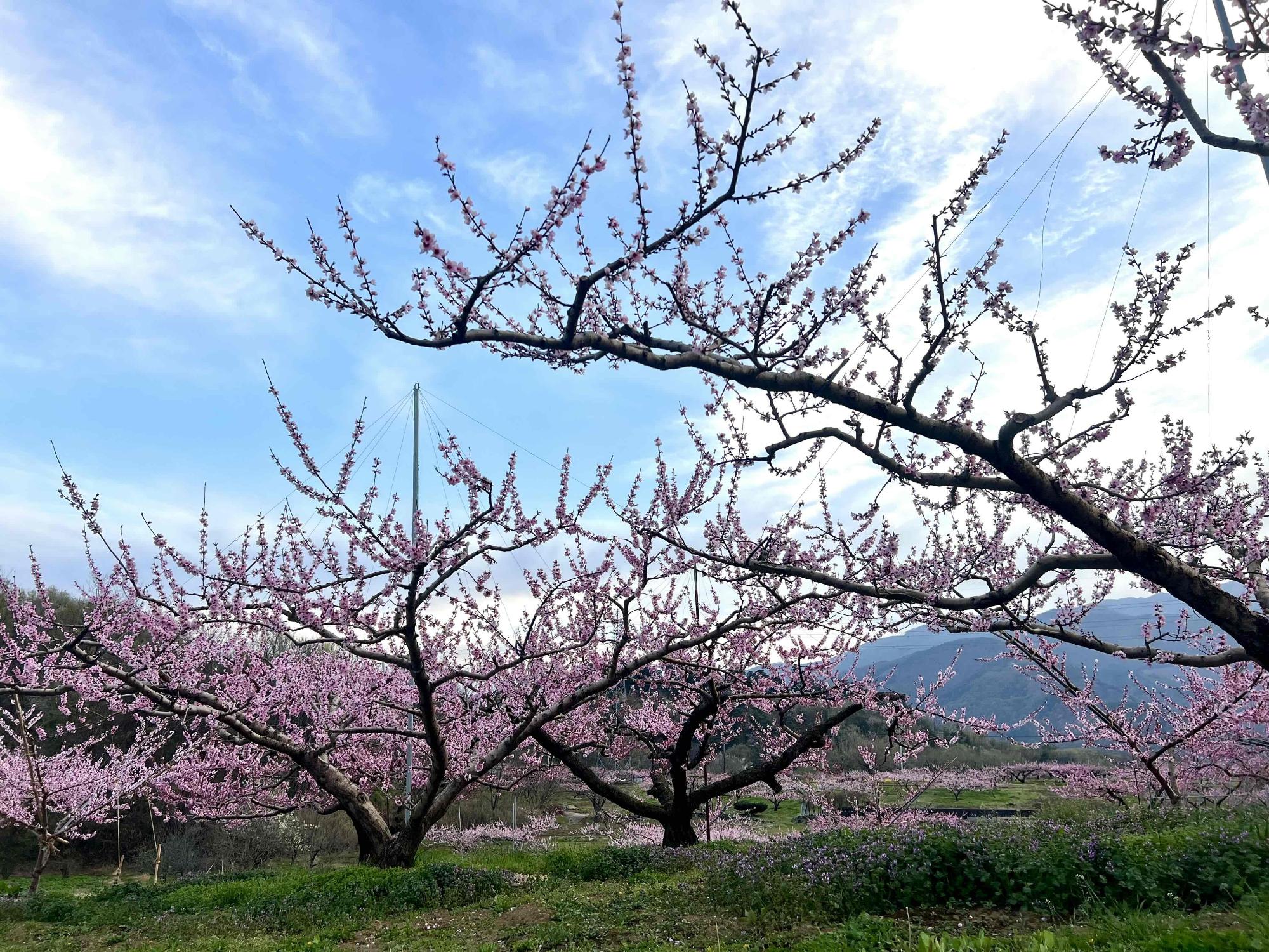 260406新府桃源郷