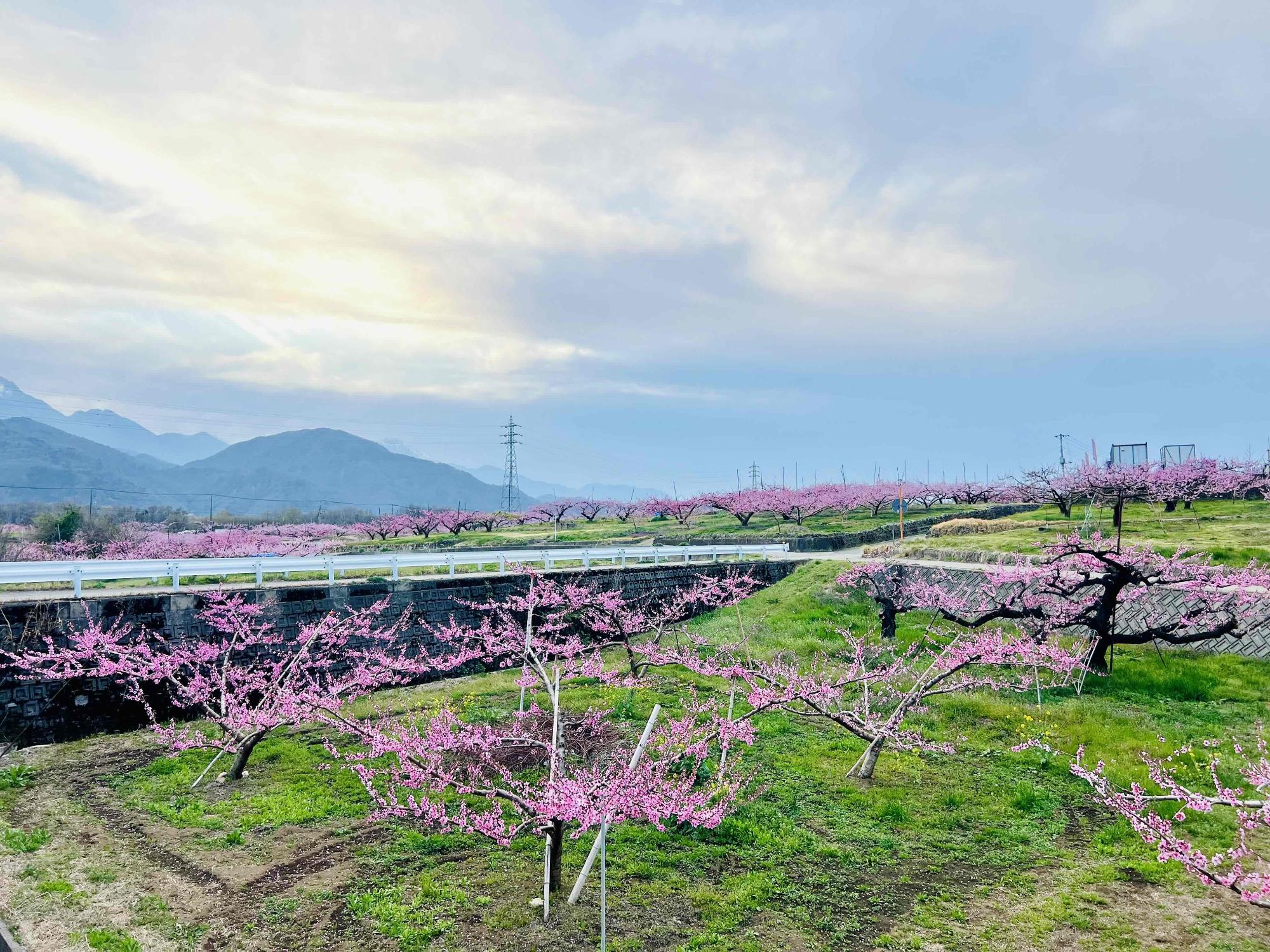 260406新府桃源郷