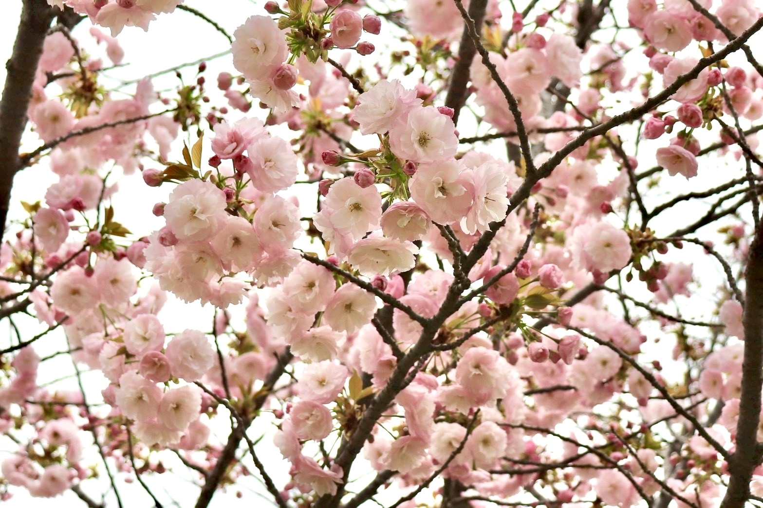 260407幸福の小径