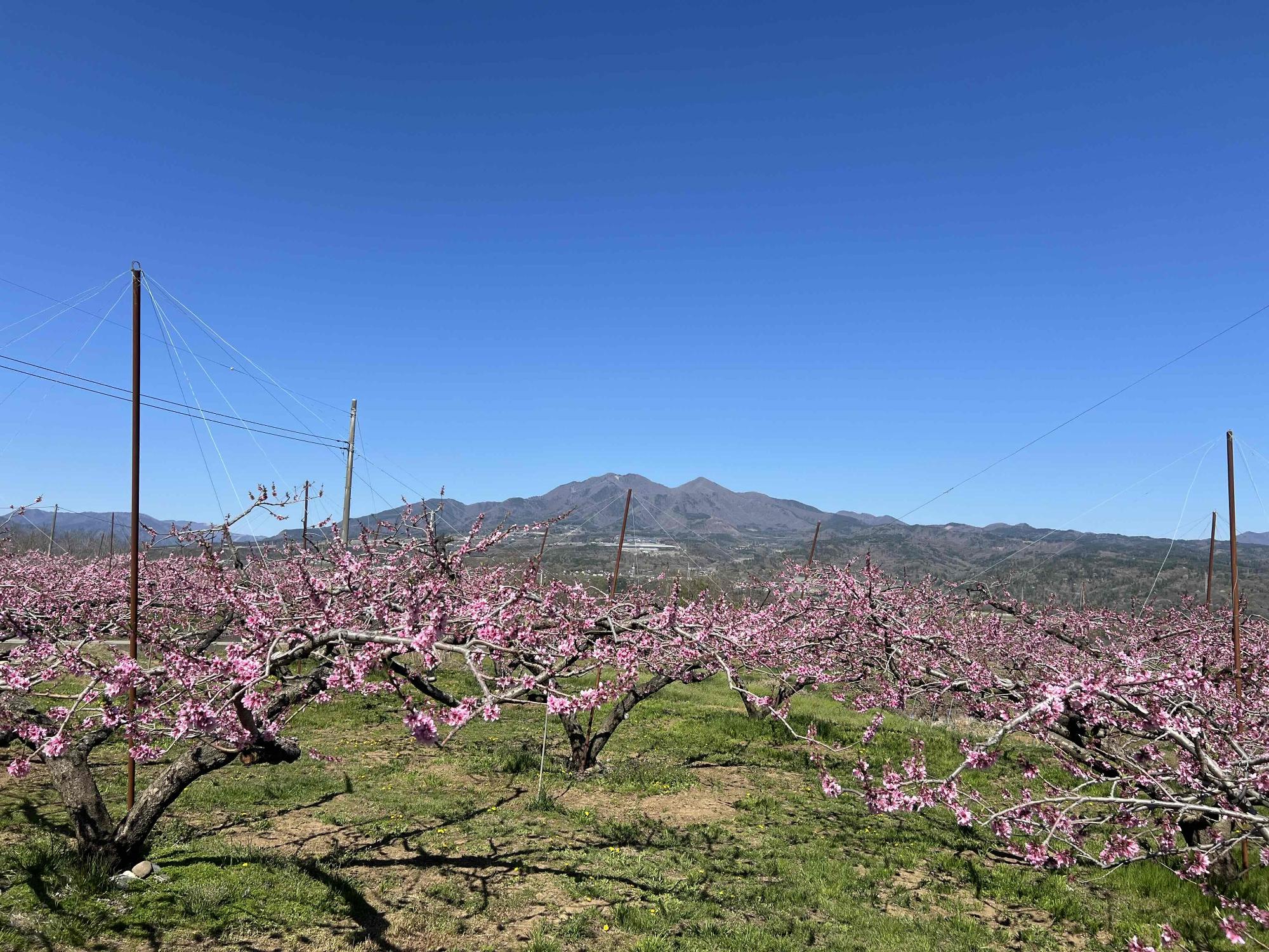 260408新府桃源郷