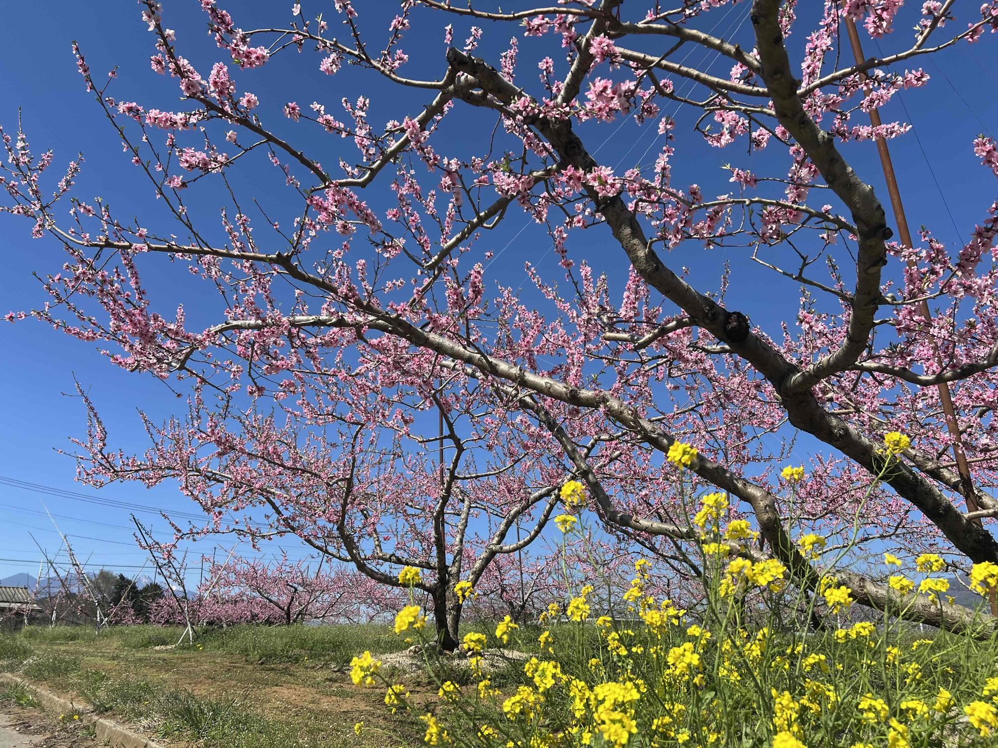 260408新府桃源郷