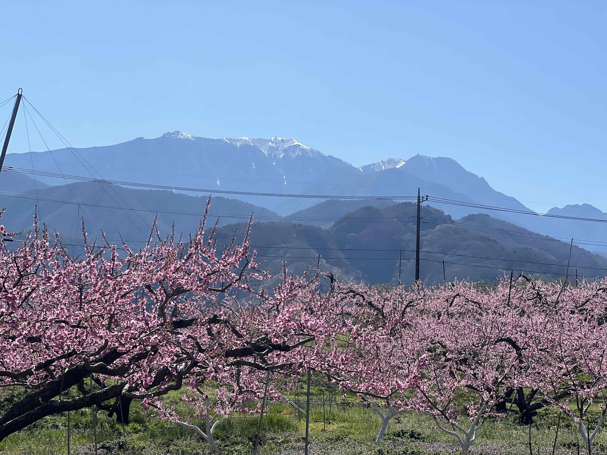 260408新府桃源郷