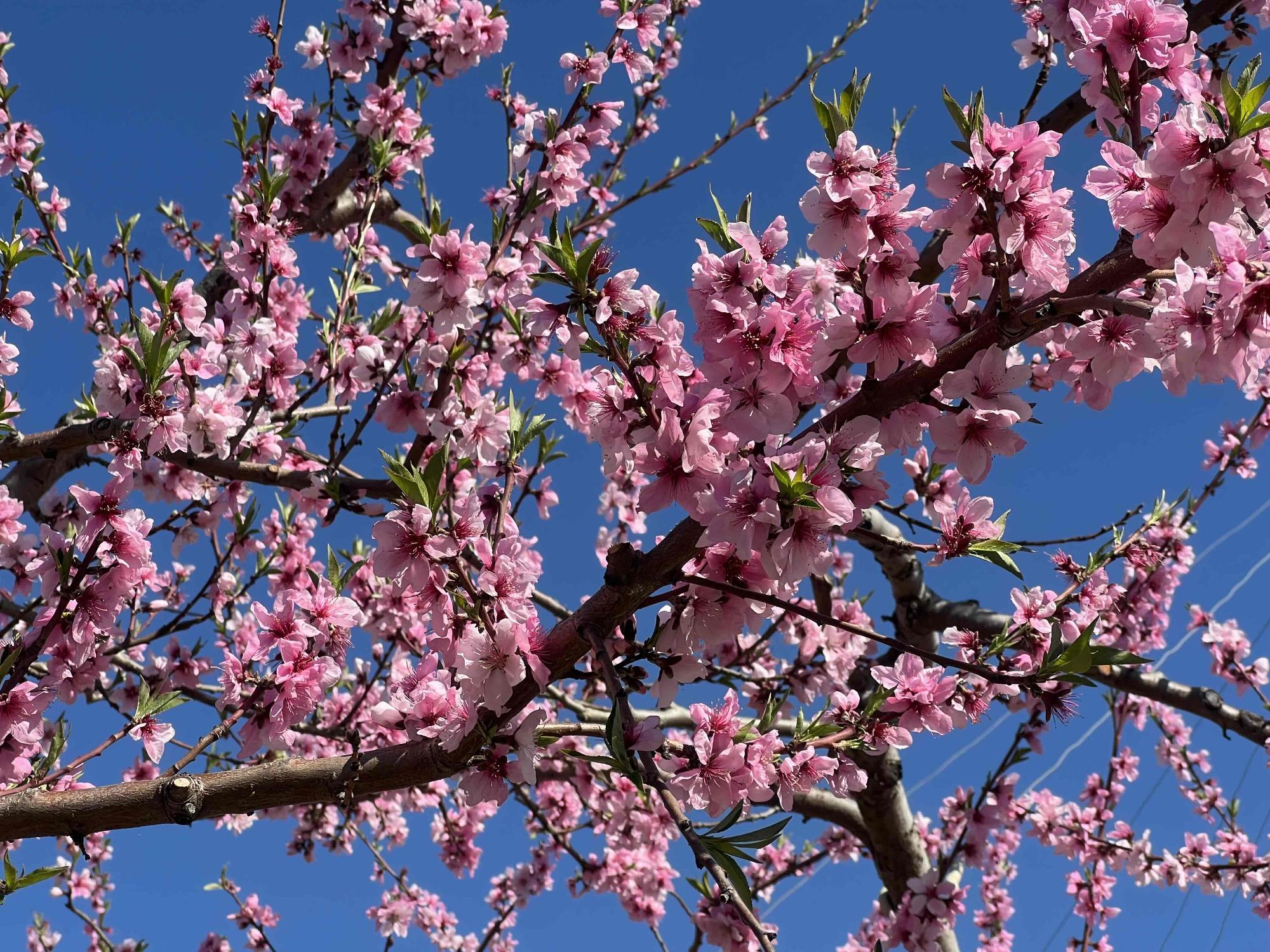 260408新府桃源郷