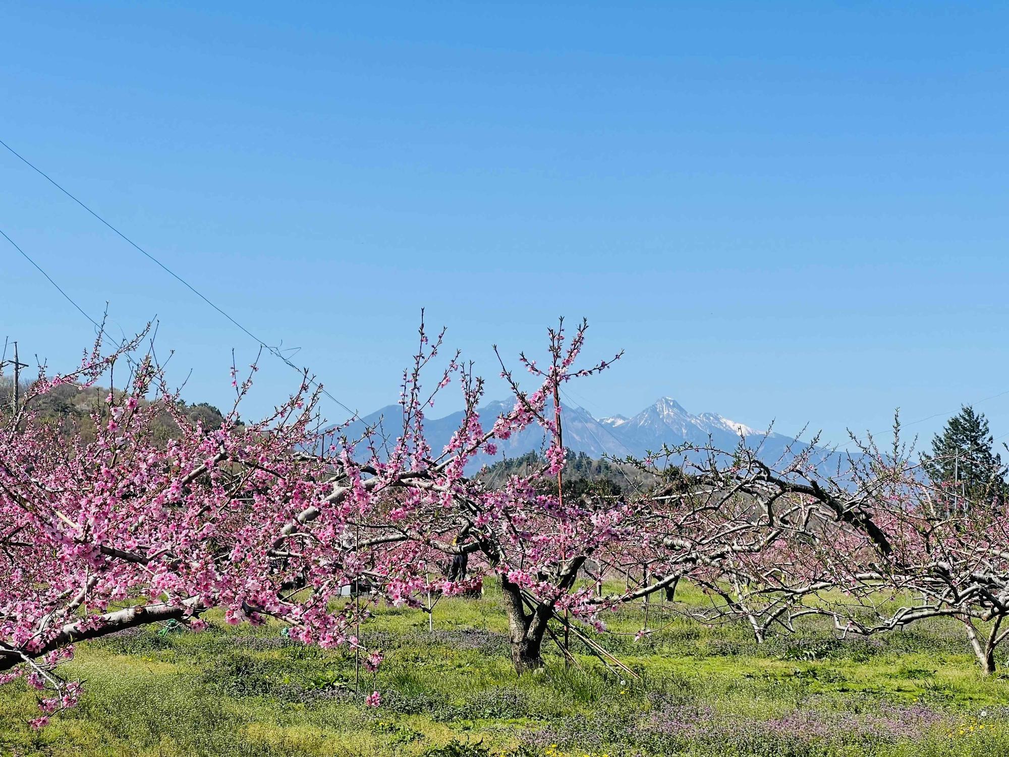 260408新府桃源郷