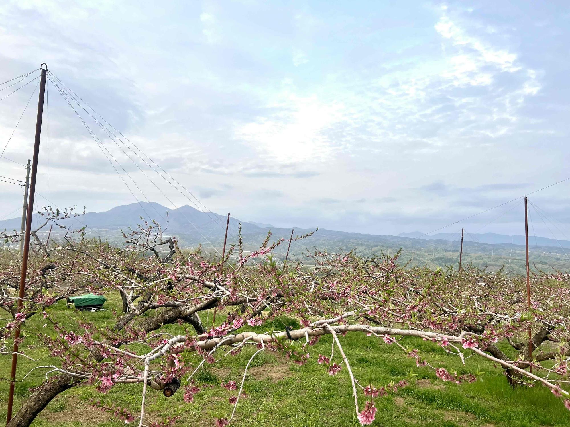 260414新鵜桃源郷