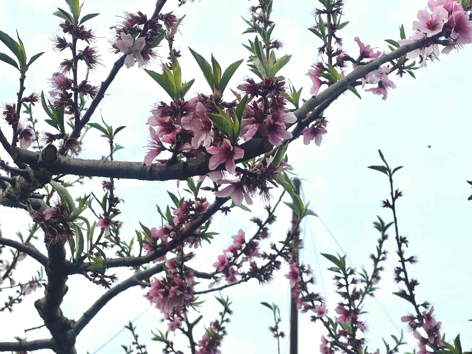 260414新鵜桃源郷