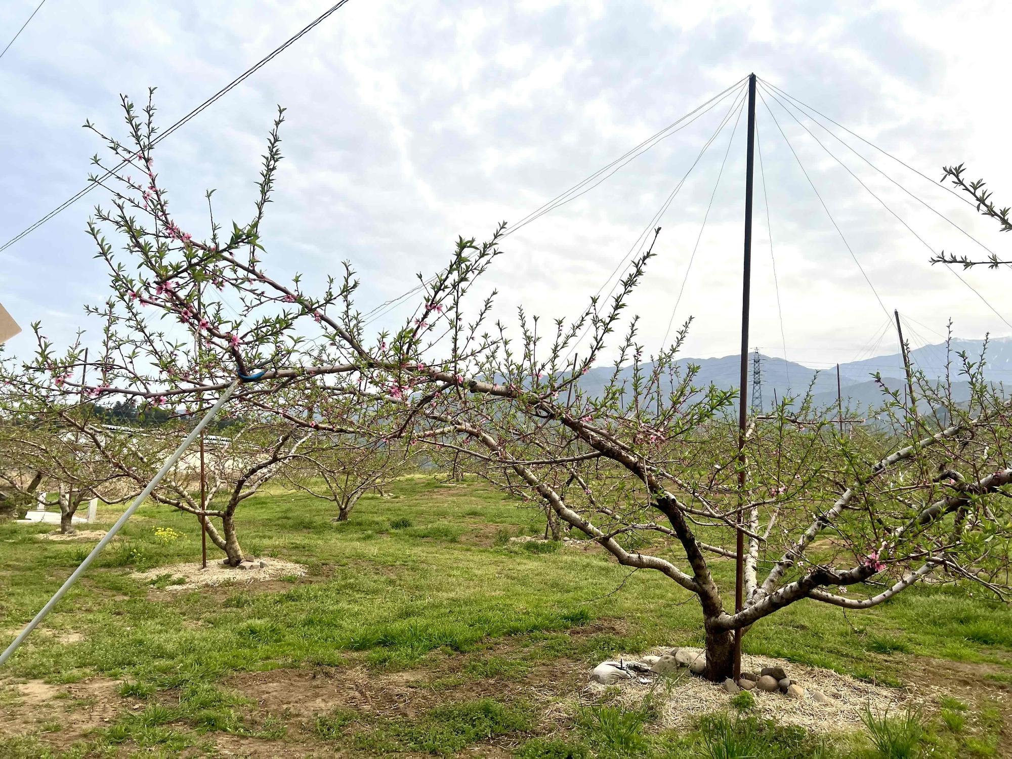 260414新鵜桃源郷