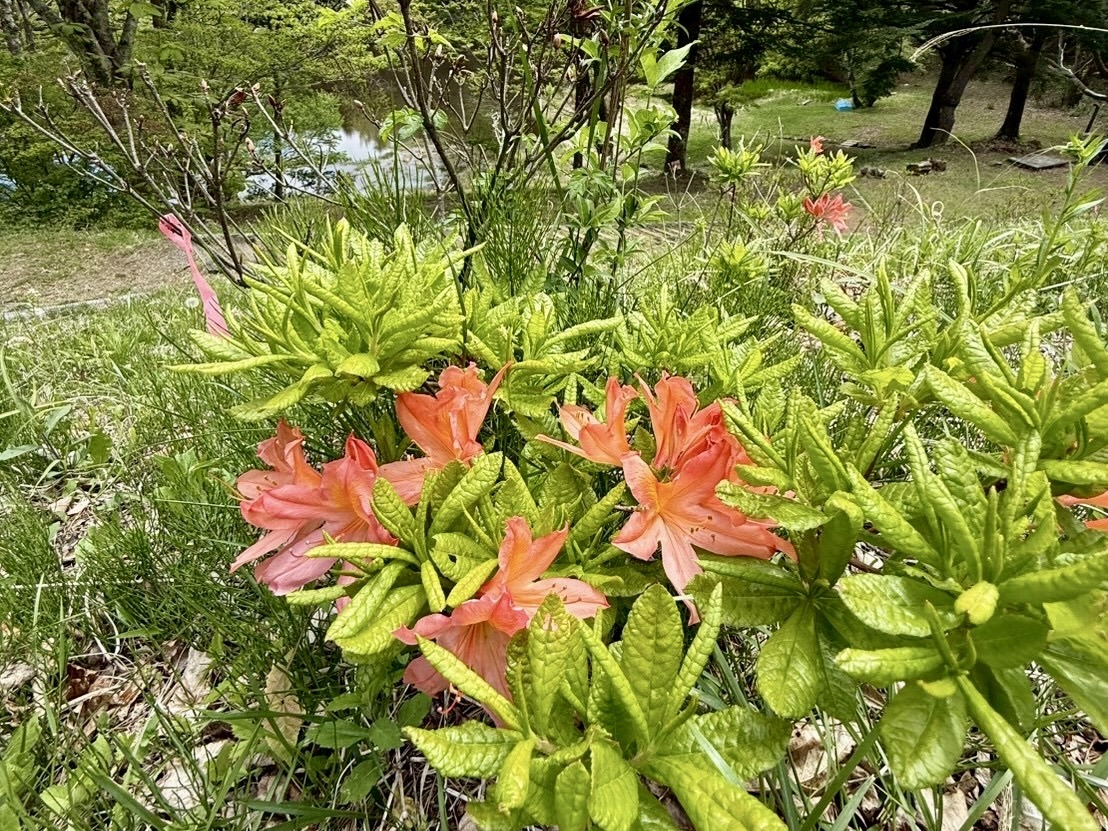 260511さわら池