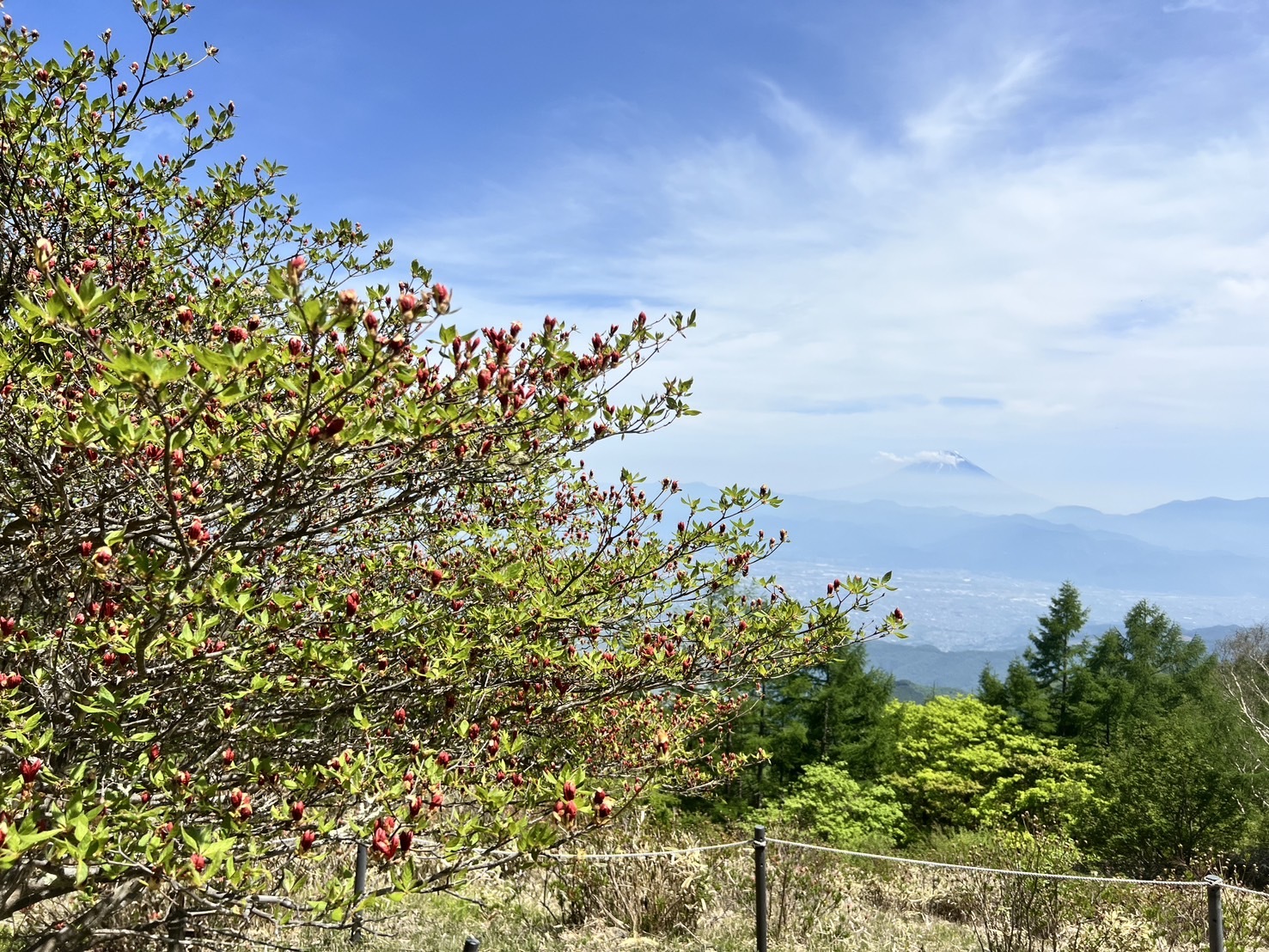 260519甘利山